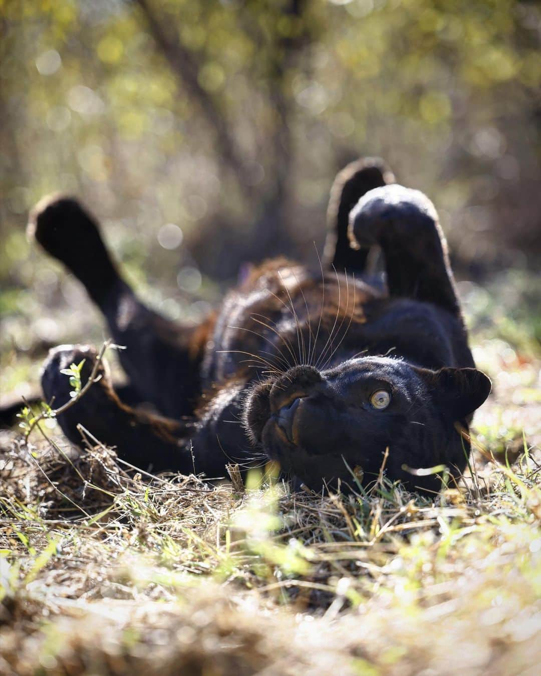 Kevin Richardson LionWhisperer さんのインスタグラム写真 - (Kevin Richardson LionWhisperer Instagram)「Is it the weekend yet?  Very soon l’ll be heading off to photograph and film Kahn’s long lost cousins in the wilds of Kenya for #lionwhisperertv with my good friend @camscott_wild #blackleopard #blackleopards #blackpanther #melanisticleopard #melanistic」5月26日 13時13分 - lionwhisperersa