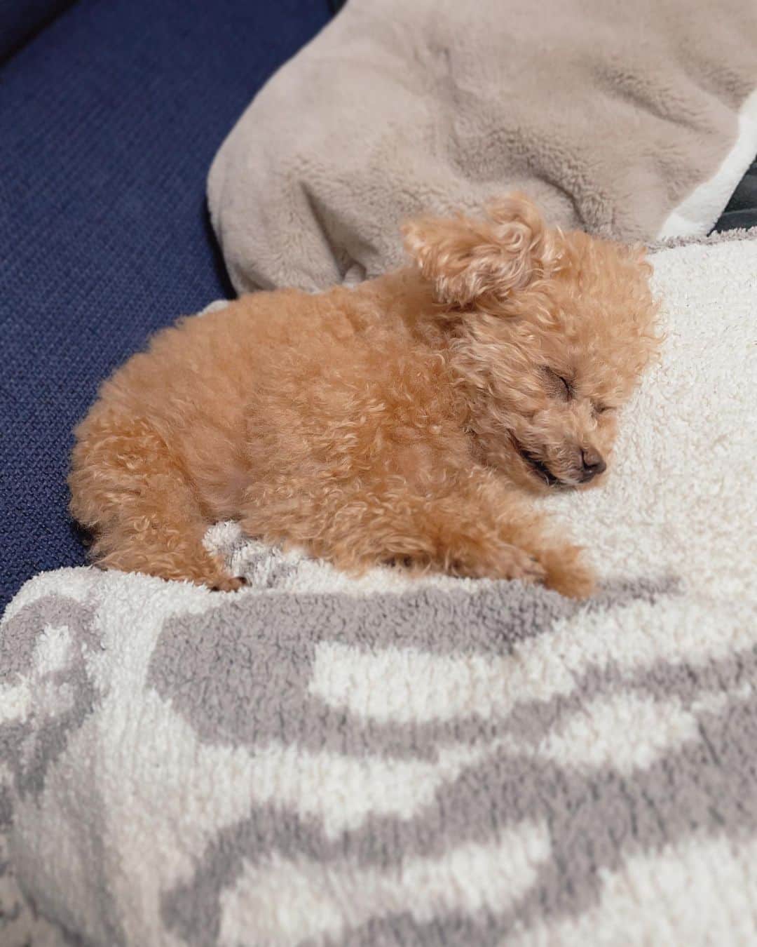 のインスタグラム：「病院DAY おつかれさま。  最強寝顔… 3頭身ボディ…笑  #toypoodle#toypoodlegram#dogsofinstagram#instadog#doglover#doglife#cutedog#sleepydog#dog#fuwamama#ふわもこのふわ#ふわ#トイプードル#ふわもこ部#犬バカ部#親バカ部#いぬすたぐらむ#犬のいる暮らし#最強寝顔」