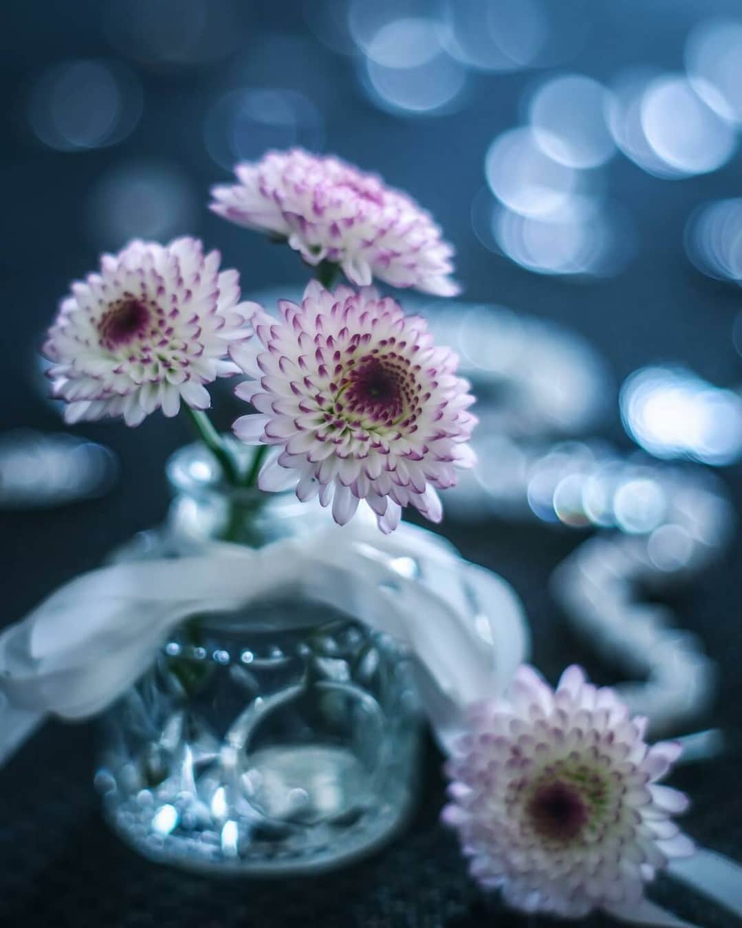 花の写真館のインスタグラム：「Photo by @ayuta.mori. https://instagram.com/ayuta.mori/ . Original Post[投稿いただいたURL] https://www.instagram.com/p/CPMvHR1A3-p/ . 本アカウントは、 #私の花の写真 をつけてInstagramに投稿された皆さまの花の写真や、「花の写真館」Facebookページで投稿された花の写真を紹介します。 「花の写真館」Facebookページは、「 @floral.photograph 」のプロフィールにあるURLからご覧ください。 . ※各種法令、マナー、関係者の指示に従った撮影をお願いします。 *Please ensure that your photography adheres to all relevant laws, etiquette, and instructions issued by authorized persons. ※本アカウントは東京カメラ部がFacebook、Instagramのサービスを利用して運営しているもので、Meta社・Instagramとは一切関係ありません。 . #花の写真館 #floralphotograph #floralphoto #flower #flowers Follow: @floral.photograph」