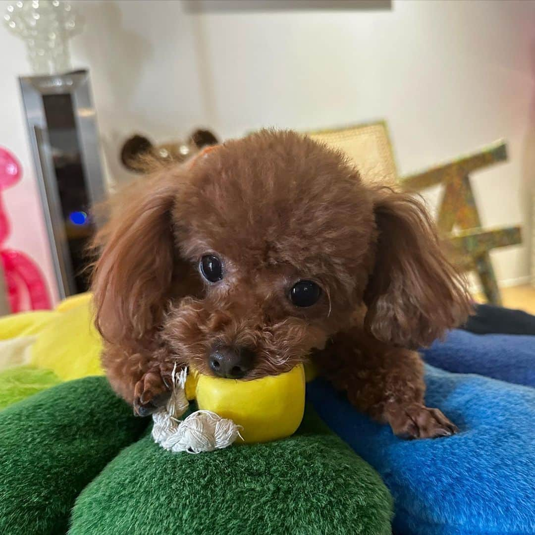 桐生レイラさんのインスタグラム写真 - (桐生レイラInstagram)「・・so cute💓  #かわちぃ #トイプードル #red #犬のいる暮らし」5月26日 14時54分 - rrkr__