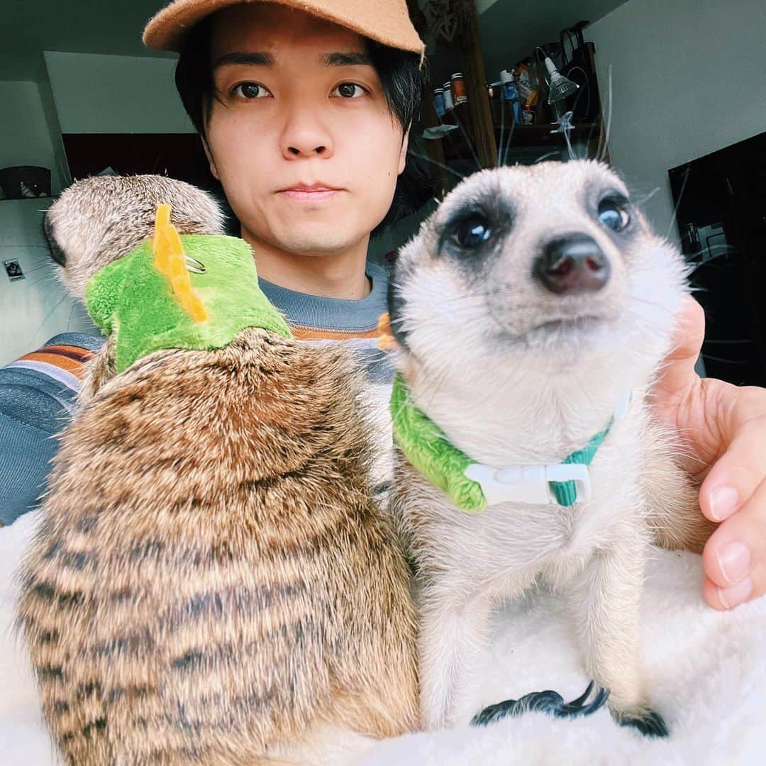 財部亮治のインスタグラム：「恐竜育ててます #ミーアキャット #meerkat #dinosaur #恐竜」