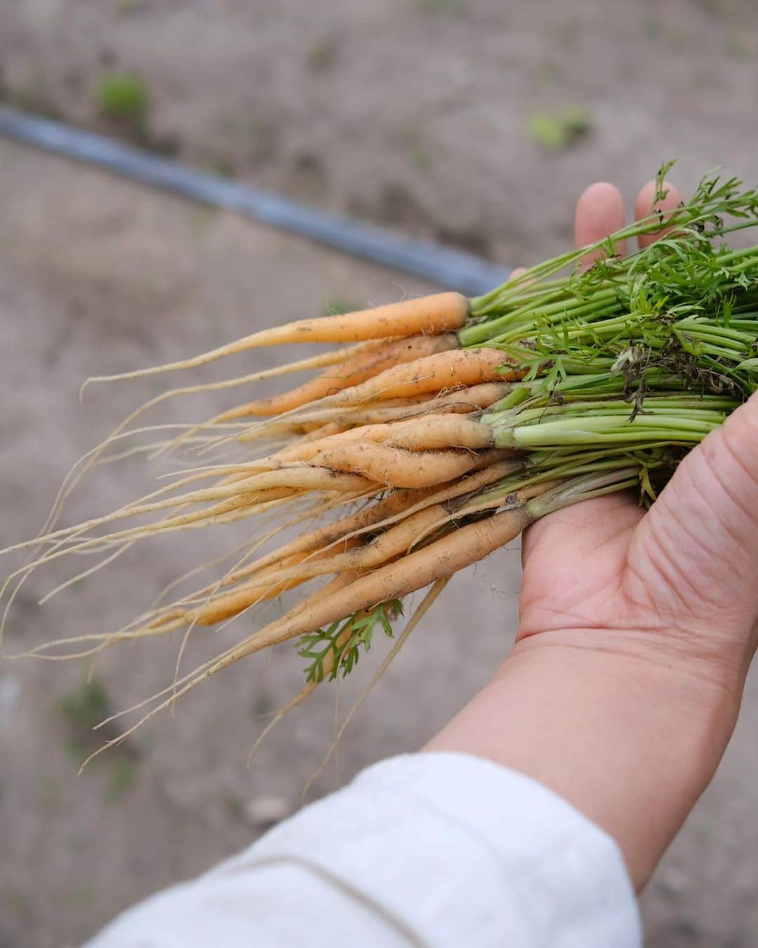 真央さんのインスタグラム写真 - (真央Instagram)「間引き人参🥕✨  気づいたらた〜ぁくさんの人参、 わっさわさ生えていた！！ 間引いた人参、ミニにんじん、 ちゃんとにんじん、可愛いね。  ひとくち食べた時、 不思議の国のアリスが うさぎさんのお家で大きくなっちゃって、 畑の人参つまんで食べてたのを思い出した😁 わかるかな？笑 私は小さくも大きくもなりせんでしたが♫  間引き人参と立派に育ったそら豆で 昨日は畑のペペロンチーノを作りました！ そりゃぁ美味しかったとさ〜☀️✨ . . #間引き人参 #畑ごはん」5月26日 15時49分 - mao0424