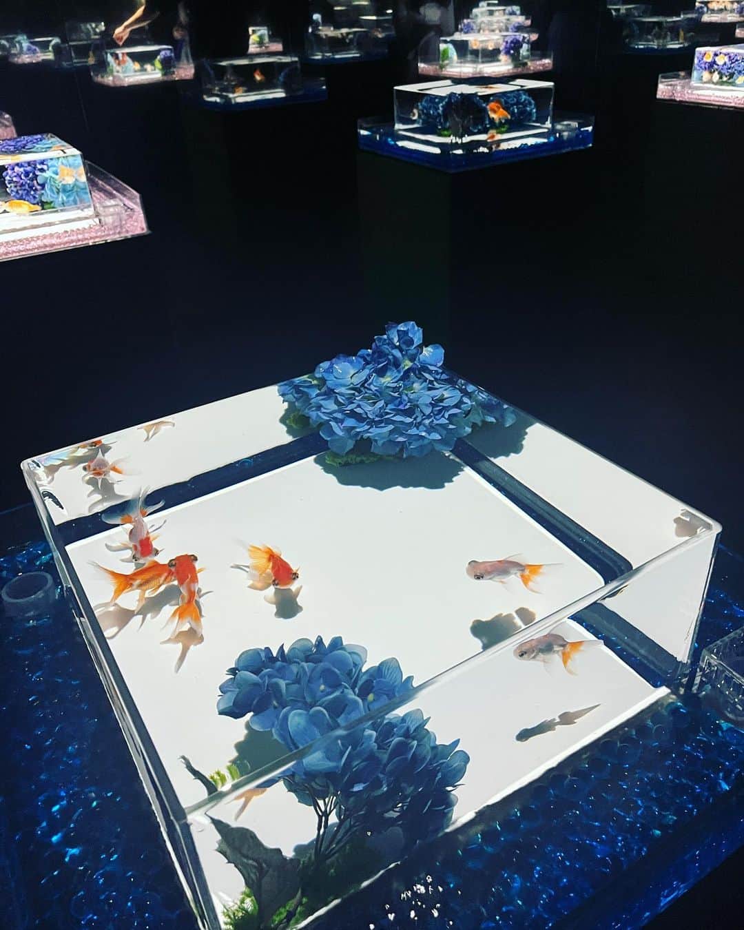 Tomokaさんのインスタグラム写真 - (TomokaInstagram)「. 銀座三越にあるアートアクアリウム美術館。  約70種類の金魚と光と音の演出。  洗練された美しい空間に癒されました。 . . .  PR @artaquarium_tm_official #tokyotravel #artaquarium #aqarium #goldfish #tokyotrip #ginza #tokyo #銀座 #東京デートスポット #アートアクアリウム美術館 #美術館巡り #銀座デート #銀座の金魚 #三越 #東京観光 #金魚ミュージアム」5月26日 16時53分 - tomo.tomo0206