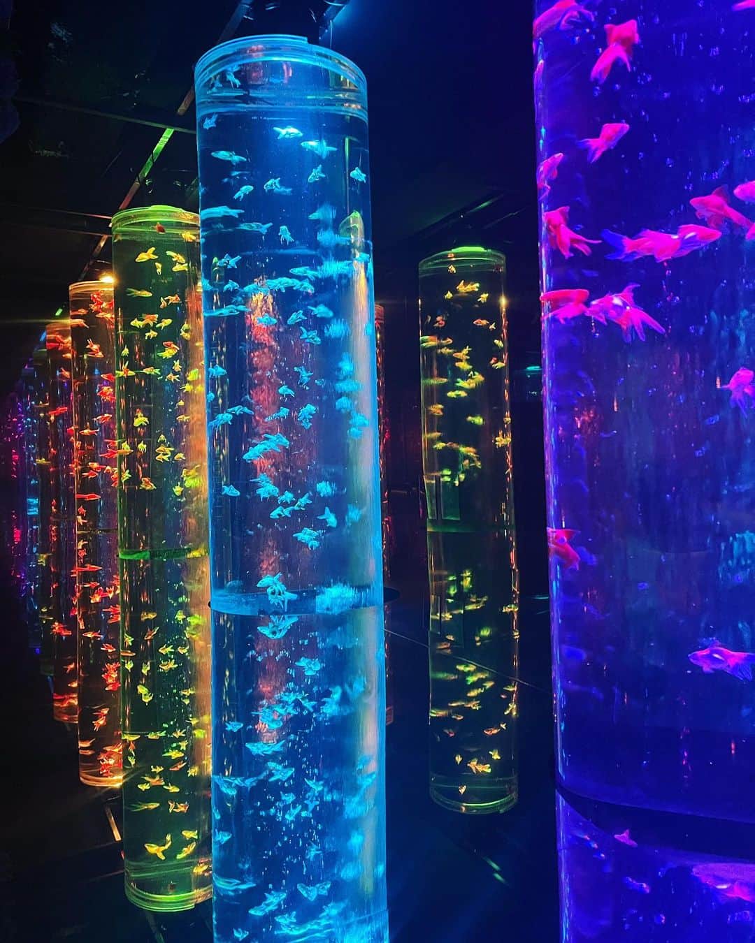 Tomokaのインスタグラム：「. 銀座三越にあるアートアクアリウム美術館。  約70種類の金魚と光と音の演出。  洗練された美しい空間に癒されました。 . . .  PR @artaquarium_tm_official #tokyotravel #artaquarium #aqarium #goldfish #tokyotrip #ginza #tokyo #銀座 #東京デートスポット #アートアクアリウム美術館 #美術館巡り #銀座デート #銀座の金魚 #三越 #東京観光 #金魚ミュージアム」