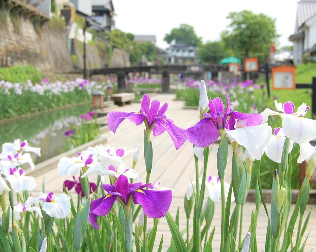 九州電力さんのインスタグラム写真 - (九州電力Instagram)「初夏を彩る一面の花しょうぶ💜 . 熊本県玉名市にある「高瀬裏川水際緑地」の一帯は、石垣や船着場など商家町、港町として繁栄してきた、歴史的遺産が今も数多く残るスポットです🏵️5月下旬から6月上旬にかけて川沿い約700メートルにわたり紫や白の花しょうぶが咲き誇り、訪れる人を魅了します。 . 6月3日まで「第31回髙瀬裏川花しょうぶまつり」が開催され、コンサートや野点などたくさんのイベントが行われます✨開花状況次第では花摘み娘も登場します。夜には花しょうぶがライトアップされ、幻想的な夜の散策を楽しむことが出来ます💜 . -------------- 【第31回髙瀬裏川花しょうぶまつり】 ・期　間：2023年6月3日（土）まで ・ライトアップ：日没～22時まで ・場　所：玉名市高瀬裏川水際緑地一帯 ・駐車場：菊池川河川敷無料駐車場（高瀬大橋下の菊池川右岸） -------------- ※「髙瀬裏川花しょうぶまつり」についての情報は玉名市公式HPをご確認ください。 . ※写真提供：玉名市役所 産業経済部 観光物産課 ※写真は過去に撮影されたものです。 . お届けする九州の風景が、皆さまの元気や癒しになれば幸いです🍀 . #九州電力 #熊本 #玉名 #高瀬裏川 #高瀬裏川水際緑地 #花しょうぶ #花菖蒲 #髙瀬裏川花しょうぶまつり #高瀬裏川花しょうぶまつり #花しょうぶまつり #はなまっぷ #花摘み娘」5月26日 17時03分 - kyuden_official