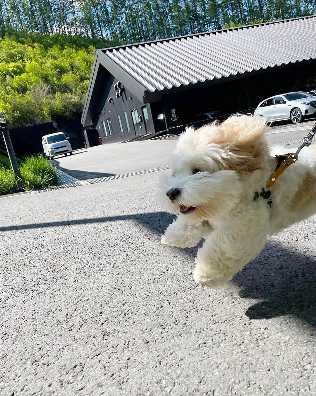 あんちゃんさんのインスタグラム写真 - (あんちゃんInstagram)「早朝散歩🐶🎶  お泊まりした @asamakuzanbo_official には 「天空の道」という遊歩道があって そこを登ったところから見える景色が絶景😳✨  浅間山がバーンッ🏔！！て見える 絶景スポットなんだけど 完全にあんちゃんを撮るのに夢中で 景色が伝わらない写真ですみません🤣🤣  この写真の 左に浅間山が見えてました［🏔🐶］笑  軽井沢はこんなに晴れてても涼しくて🍃  朝は人間たちには寒いくらいで いっぱい着込んでお散歩したけど 暑がりなあんちゃんにはベストだったみたいで 終始ハイテンションでした😂  歩く後ろ姿 音符飛んでる…🐶〜♪♬  都内だと蒸し暑くて バテバテだったからよかったね🥰  とーっても楽しそうなあんちゃん見れて とーっても幸せな気持ちでスタートした 家族旅行２日目でした❤️  #キャバションあんちゃん  #あんちゃん　#ぬいぐるみ犬 #スヌーピー  #スヌーピー犬 #キャバション　#キャバビション　 #キャバリア #キャバリアキングチャールズスパニエル #ビションフリーゼ　 #犬  #いぬすたぐらむ #犬のいる暮らし  #わんこなしでは生きていけません会 #いぬのきもち  #犬好きな人と繋がりたい #短足部　#比熊犬 #doglove #cavachon #inustagram #puppy  #snoopy #andy #멍스타그램 #개스타그램 #あさま空山望　#北軽井沢　#asamakuzanbo #gifted」5月26日 16時55分 - anchan_0115_andy