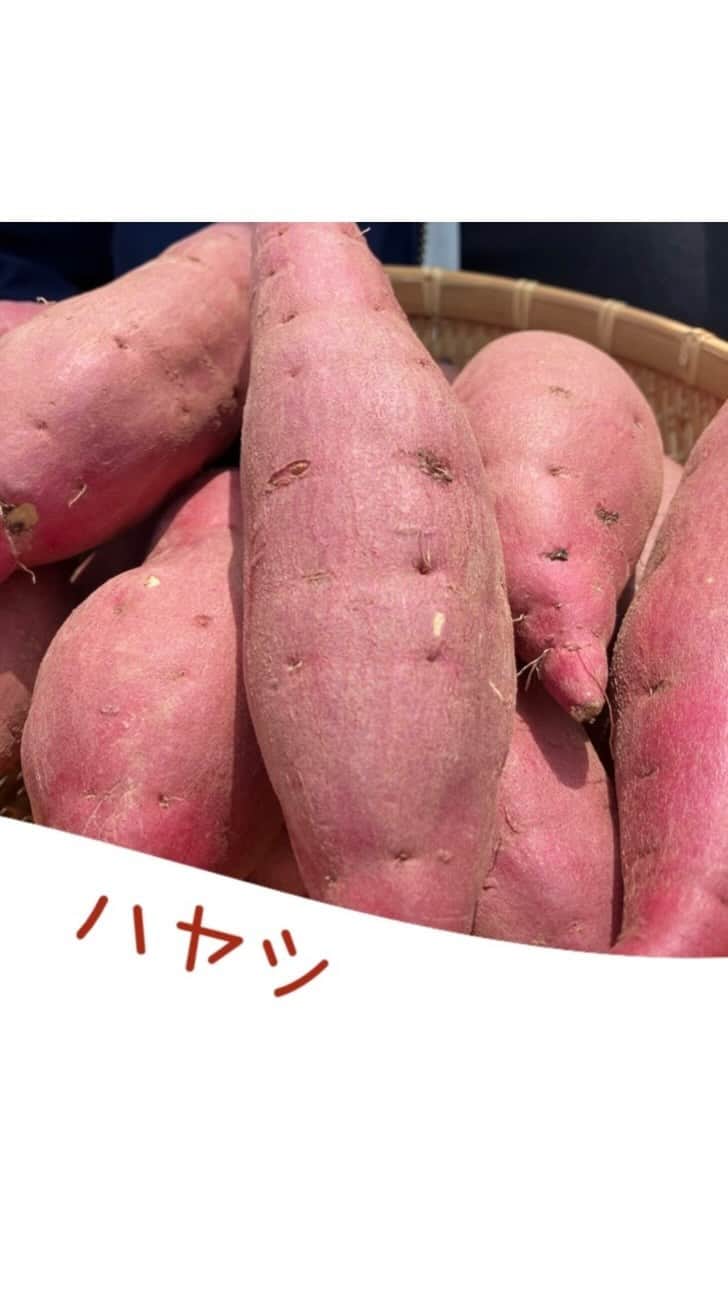 鳥越佳那のインスタグラム：「【YouTube更新しました🍠】 ロングver.は @kana_torigoe プロフィールからご覧ください🐥💕  〜〜〜〜〜〜〜〜〜〜〜〜 【株式会社ハヤシ】 📍鹿児島県鹿屋市串良町有里7974-6 📍@greenworld884884 〜〜〜〜〜〜〜〜〜〜〜〜  『若手さつまいも農家さんに教わる！苗の植え付けのコツ！』  さつまいも栽培が盛んな鹿屋市(かのや)で 苗の植え付けがはじまりました🍠  先日、夢の"マイファーム" を手に入れたのですが・・・ 農業初心者の私！ “自称・苗王子”に教えていただくことにしました🤭  🍠苗選びのポイントや 🍠苗の植え方など 分かりやすくてありがたかったです🥹  さつまいも栽培をしてみたい！という方にも 見ていただけたら嬉しいです😌✨  鹿屋のさつまいもが美味しい理由は “土”と“人“なのかなぁ～と思った撮影でした🥰 少しずつお芋の背景が見えてきて ますますお芋が美味しい♡と感じ日々・・・芋愛育み中です❤️(笑) . . #九州 #鹿児島県 #鹿屋市 #かのや #大隅半島  #農業 #農業初心者 #農業女子 #さつまいも #紅はるか #焼き芋 #芋焼酎 #地域おこし協力隊 #かのやPRレポーター #さつまいもアナウンサー」