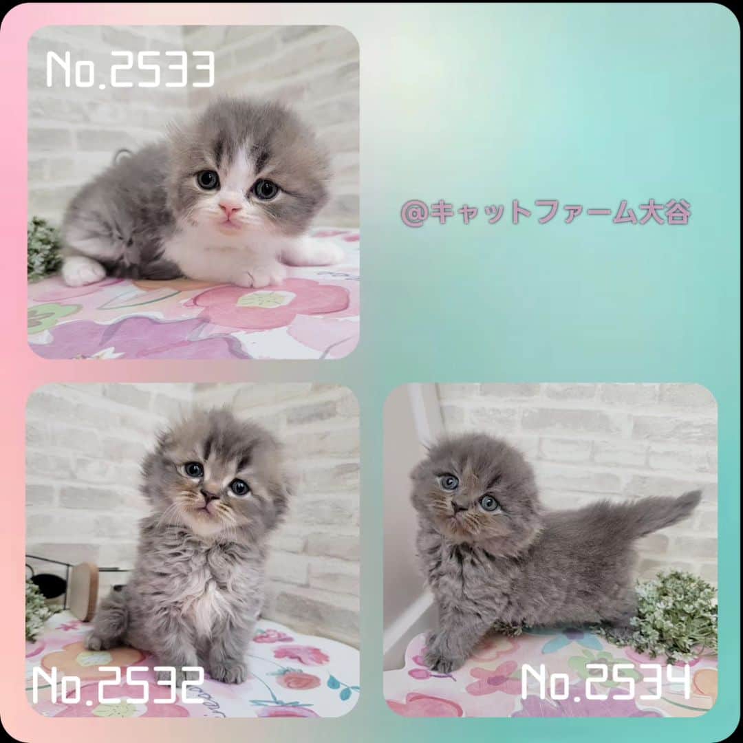 マンチカン(munchkin)キャットファーム大谷のインスタグラム：「本日ご紹介の耳折れスコの兄弟です🌟  詳細はHPをご覧下さい🎶  ﾟ+*:;;:*　*:;;:*+ﾟ　ﾟ+*:;;:*　*:;;:*+ﾟ  お店は、月・木曜日が定休日です。 現在、完全予約制になっておりますので ご来店される際はお店へお電話かメールにてご連絡くださいませ🙇‍♀️  お待ちしております🎵  ﾟ+*:;;:*　*:;;:*+ﾟ　ﾟ+*:;;:*　*:;;:*+ﾟ #スコティッシュフォールド #スコティッシュフォールド折れ耳 #キャットファーム大谷#まんちかん#マンチカン#ネコ#こねこ#にゃんこ#猫ちゃん#ねこ部#ニャンスタグラム#猫#ねこ#子猫#モフモフ#モフモフねこ#ミヌエット#短足#ねこすたぐらむ#愛猫#かわいい#ふわもこ部#猫のいる暮らし#マンチカンブリーダー#ミヌエットブリーダー#cat#catsgram #catsofinstagram#instacat#picneko」