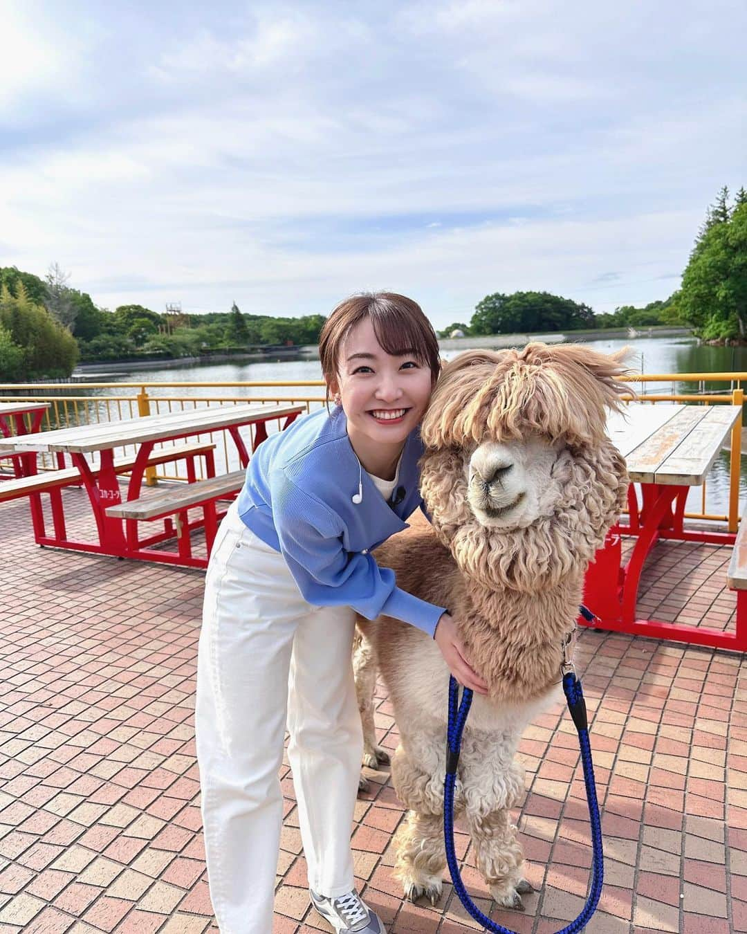 杉原凜のインスタグラム：「. 昨日のZIP!中継🤲 栃木県那須町にある、りんどう湖ファミリー牧場からでした。アルパカのまさおくんとお散歩デートをしたり、アルパカ牧場の上にある空中アスレチックで遊んだり、つい楽しみすぎてしまいました🤭 まさおくんが私よりも生中継上手で助けてもらっちゃいました😂🦙 もふもふで可愛かった…♡  #ZIP #NOWニッポン #8 #りんどう湖ファミリー牧場  👗#nanouniverse #ノーリーズ」