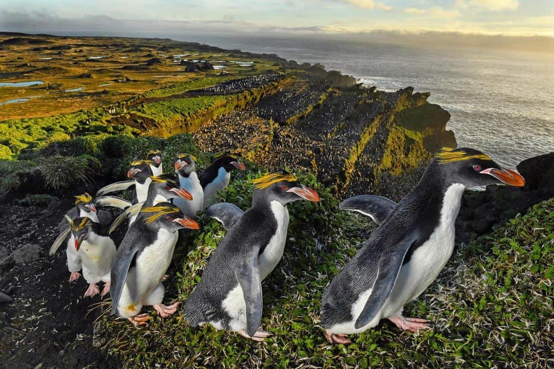 Thomas Peschakのインスタグラム：「Macaroni penguins climb towards the summit of a sea cliff situated right above the iconic Amphitheater. This unique penguin nesting and moulting site is located along the western edge of Marion Island. Despite being situated more than 1000 km south of Cape Town, deep in the southern Ocean, Marion belongs to South Africa and hosts a important scientific research station. Shot on assignment for @natgeo in collaboration with the South African National Antarctic Program (SANAP) and the Department of Environmental Affairs @environmentza  @ottowhitehead #penguins #seabirdcrisis #marionisland #trekking #adventure #wilderness #southafrica」