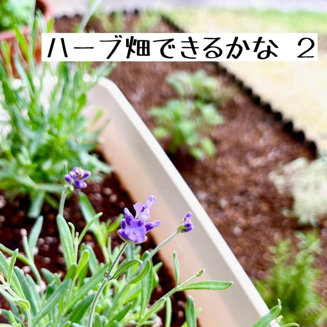 トテンのインスタグラム：「苗を植え付けて一週間くらい経過しました🌱  小石や粘土をいくらか処分するので、減った分は何を入れるのかというところ。 ハーブの本やネット情報や園芸のプロの方の動画など色々見漁って、こんな感じで良いのだろうか…という感じですが正直不安です🥹  地植えにしたのは全て多年草のハーブで、暑さ寒さにも耐えてくれる(らしい)強い子を選抜しました。 料理などにも使いやすくて大好きです。  ちょっと元気なさげな苗もあって心配なのですが、新芽がちょっぴり見えたりもして、 とりあえずはがんばれがんばれと日々応援しつつ、みんなの成長と香りをひそかに楽しんでいます😍」