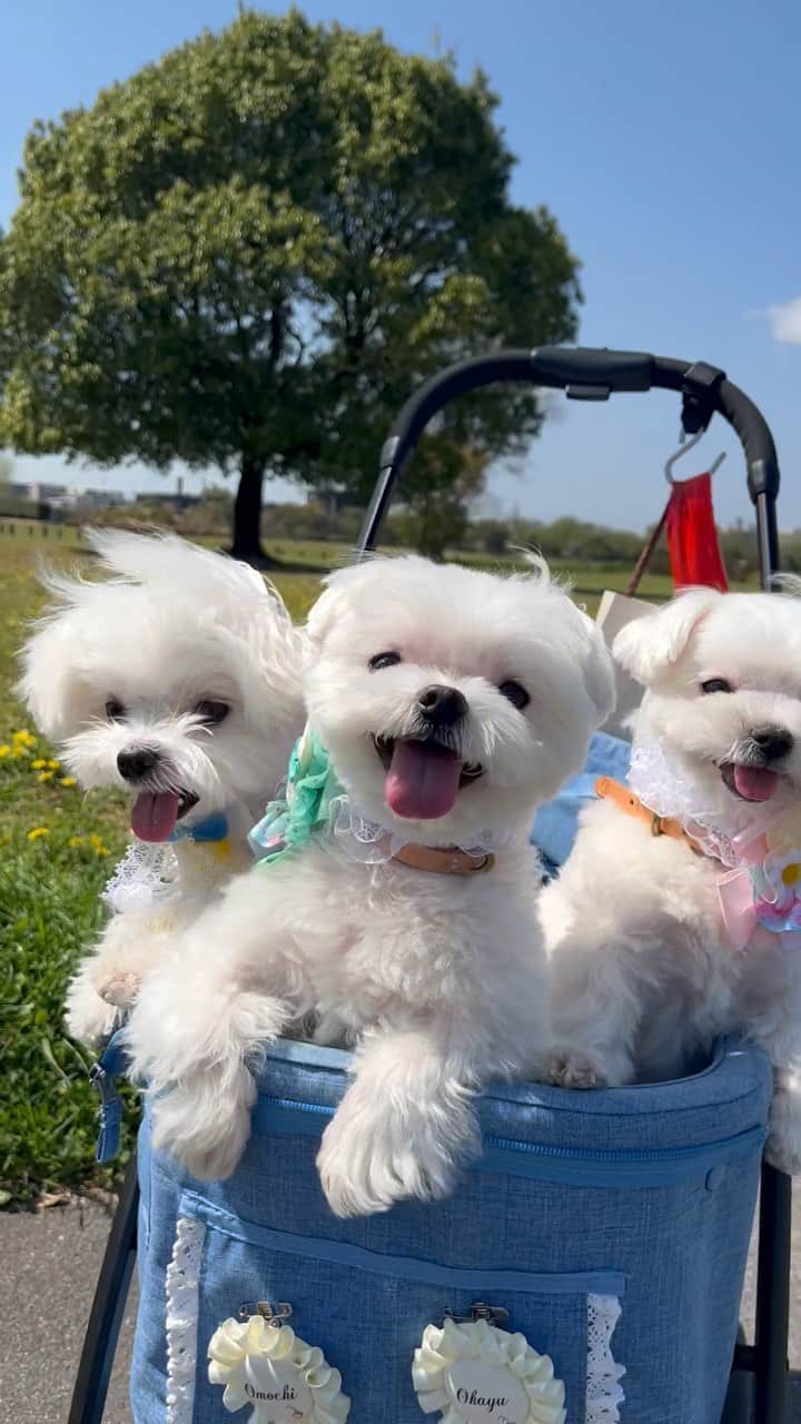 マルチーズ兄妹♡おかゆとおもちのインスタグラム：「おかゆメモリー③ もうすぐ8才🐶 4/21おかゆの誕生日🎂とっくに過ぎてしまってます😅🤣 . . . #maltese #maltesepuppy #malteselovers #malteselife #puppy #puppyoftheday #puppylife #パピー #子犬 #子犬のいる暮らし #こいぬ #こいぬのいる暮らし #okayusan #エブリドッグ #こいぬすたぐらむ #PECO #happydog #dogstagram #doglover #doglife #マルチーズ #マルチーズパピー #マルチーズインスタグラ .」