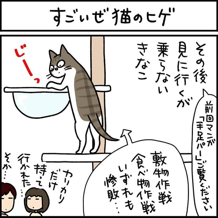 猫壱（ねこいち•ネコイチ）のインスタグラム：「ぜひ、試してみてほしい🥺  お髭を入れるのは、らたママさん　@ratanyannomam のアイデアでした🎵  ▫ ▫  :::::::::猫壱 :::::::  猫壱は\…猫が幸せ、私も幸せ…/をモットーに猫グッズの開発に取り組んでいます♪ ▫ 気になる方は @necoichicojp をチェックしてみてくださいね！ ▫ ▫ 【Special thank-you @86palpal 💕💕💕💕】  Reproduction is  prohibited.  ...........................................................................  #ナノトクラス #猫あるある #猫漫画 #ネコマンガ  #猫まんが  #ねこまんが #キジシロ #黒猫 #猫と暮らす  #ねこあるある  ...........................................................................」