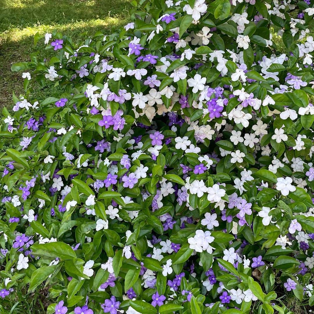 樋口柚子のインスタグラム：「匂蕃茉莉 ニオイバンマツリ🪻 花の色が紫から白に変化する過程で、 2色咲きのような状態なるんだって！ びっくりして調べたら、 花言葉は「幸運」「夢の名」ってなんて幻想的なの〜〜🥺ってテンションあがった。 ただ見た目の美しさに反して、 毒性があるそうなので誤って口にしちゃうのには要注意⚠︎ 綺麗で見惚れた〜〜〜🥳」