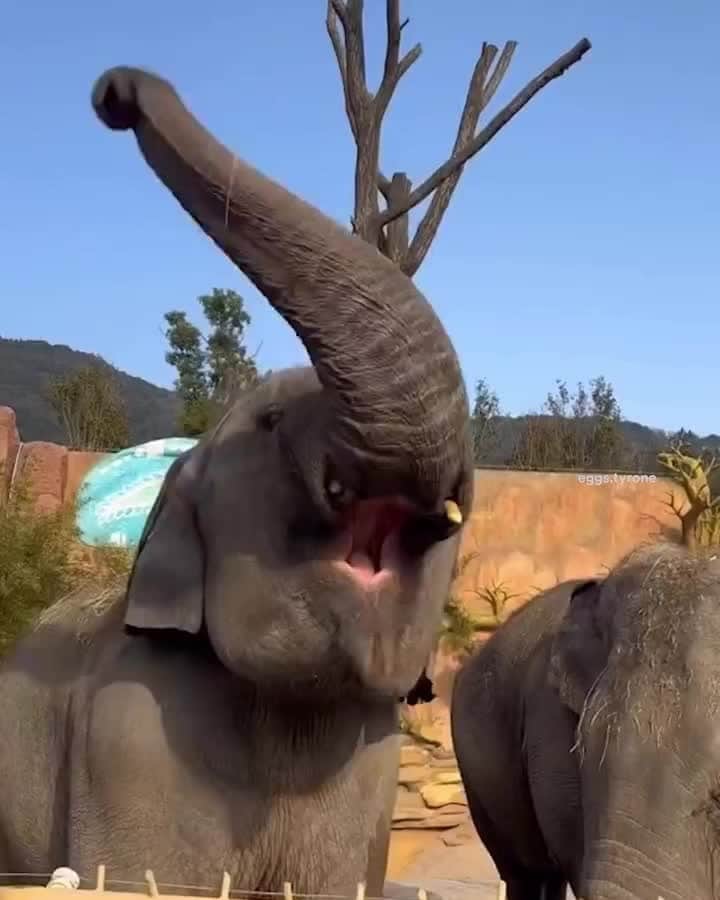 のインスタグラム：「今日は金曜日✨ 目標を達成できた人は、こんな気分❓🐘 さあ、休日はどんなワークアウトに挑戦しよう。」