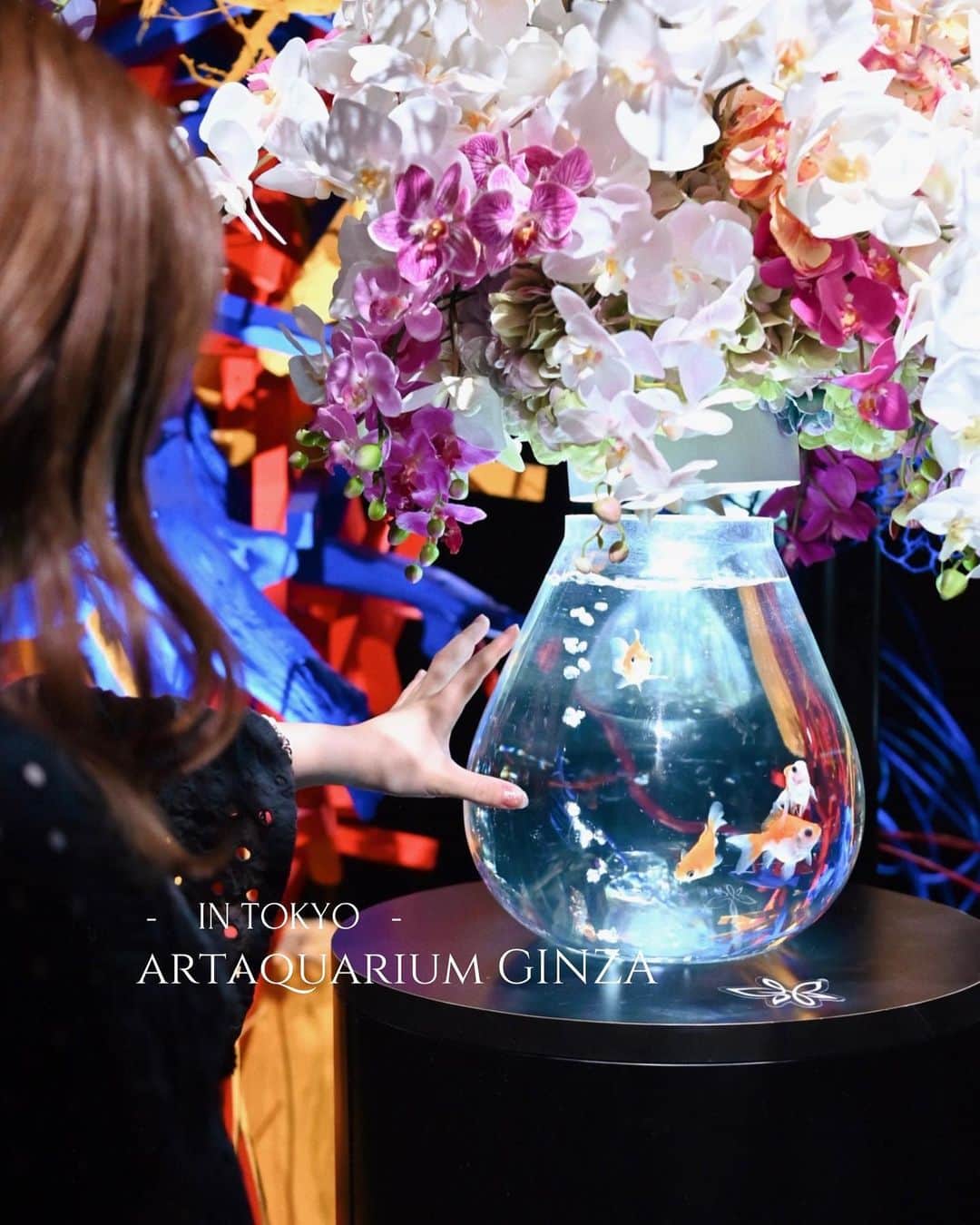 MEGのインスタグラム：「2023年5月3日にオープン1周年を迎えた”アートアクアリウム美術館GINZA“  6/27まで初夏の特別演出「紫陽花づくし」を見に行ってきた🌗  ⌇雨の日でも楽しめるデートスポット⌇  唯一無二の幻想世界、こだわりが詰まったアートアクアリウムでは日本全国の珍しい金魚が泳いでいる、想像を遥かに超える迫力。 見に行けて良かった。  水族館内は混雑していなくて、ゆっくり見れる😌  入場券¥2,300-  📍 東京都中央区銀座4-6-16 銀座三越 新館9階(メトロ銀座駅地下からそのまま行ける)  pr @artaquarium_tm_official  #tokyotravel #artaquarium  #銀座 #ginza #tokyo  #東京デートスポット #アートアクアリウム美術館GINZA #銀座の金魚」