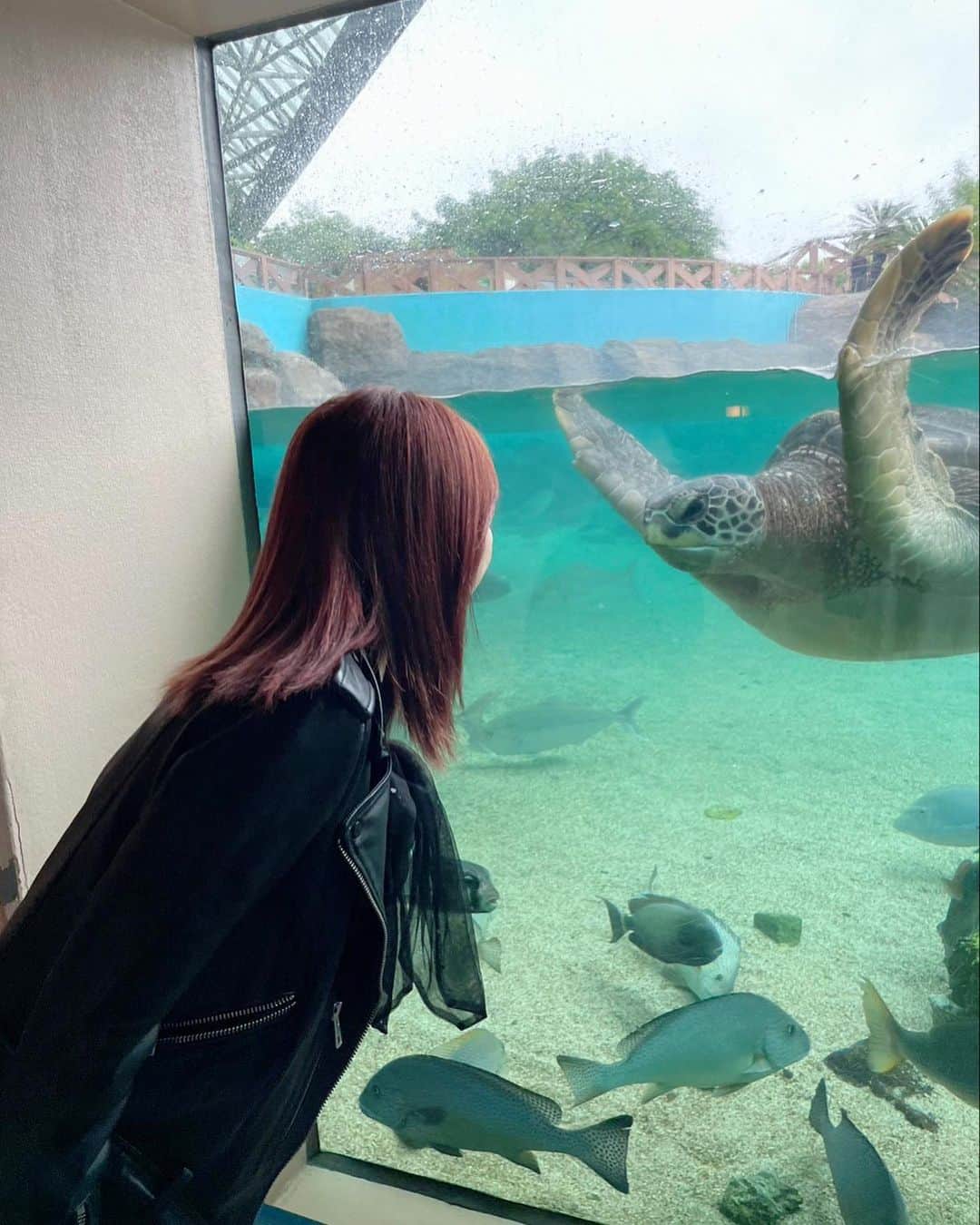 飯窪春菜さんのインスタグラム写真 - (飯窪春菜Instagram)「🐢  水族館行った時、ウミガメがずーーーっと見てきたんです😆❣️ え、なになにー？ってなって嬉し可愛かったです🌸  久しぶりの水族館、癒されました〜☺️🫶🏻🫶🏻  #水族館 #ウミガメ」5月26日 21時12分 - harunaiikubo_official