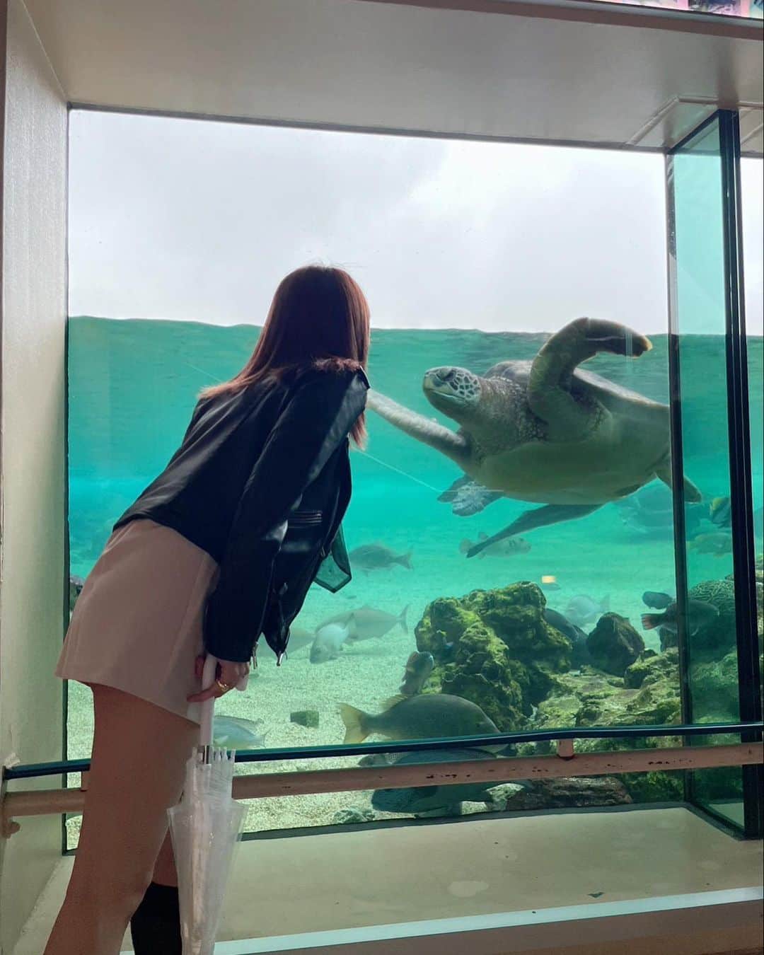 飯窪春菜のインスタグラム：「🐢  水族館行った時、ウミガメがずーーーっと見てきたんです😆❣️ え、なになにー？ってなって嬉し可愛かったです🌸  久しぶりの水族館、癒されました〜☺️🫶🏻🫶🏻  #水族館 #ウミガメ」