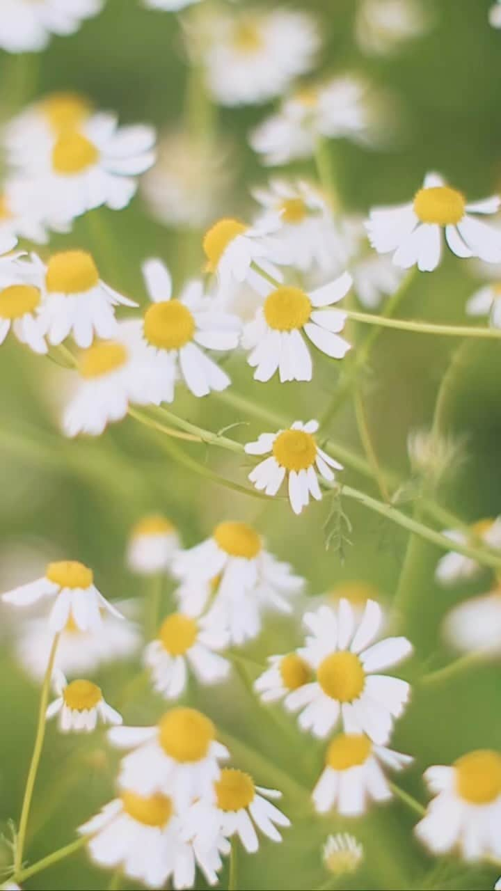 フランスアンティーク ランスタンのインスタグラム：「#カモミール #camomile  #庭の花」