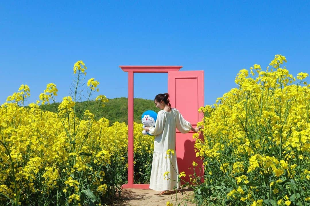 sayoko_betseyのインスタグラム：「Anywhere Door to Abira Town🌼🚪 ⁡ ⁡ 安平町の菜の花畑 ⁡ 天気がすごく良かったから、当日朝レンタカーを借りて1人気ままにドライブ☀️🚙　 雲一つない青空の下、黄色が眩しい世界が広がってました ⁡ ⁡ この写真は、1人でいた私に観光で来ていた方が親切に声をかけて下さって、ドラえもんとどこでもドア通るという、夢のようなシチュエーションが叶ったのでした🥹 お姉さん達、写真撮って下さってありがとうございました💛 ⁡ ⁡ ⁡ 菜の花畑の位置は毎年変わるから、道の駅に行くと2023年の菜の花マップがもらえて、街の方が行き方の案内もしてくれます💛 そして道の駅にはこの時期安平に来たら毎回買ってしまう、菜の花の蜂蜜と菜種油が売ってる🫢 ⁡ どこでもドアがあるのは今年のマップの⑥番 トラクターでの菜の花散策も、乗った人にしか分からない感動があるので、是非！ ⁡ ドラえもんはいつまでいてくれるのかな？ ⁡ ⁡ #💛 #Abira #doraemon #anywheredoor #hokkaido #安平 #安平町 #菜の花 #菜の花畑 #黄色い花 #花まっぷ #ドラえもん #どこでもドア #青空 #週末野心 #北海道 #北海道旅行 #北海道に恋してる」