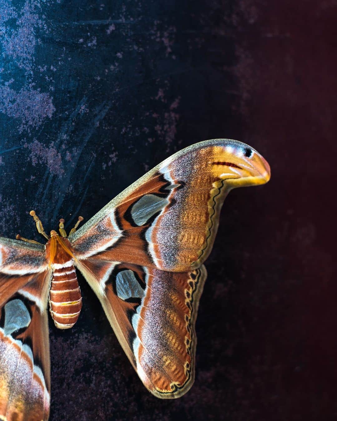 アニマルプラネットさんのインスタグラム写真 - (アニマルプラネットInstagram)「Atlas moths have wings resembling cobra heads to scare off predators 🐍  Photo Credit: Boy_Anupong  #Interesting #Wildlife #Nature #Camouflage」5月26日 22時00分 - animalplanet
