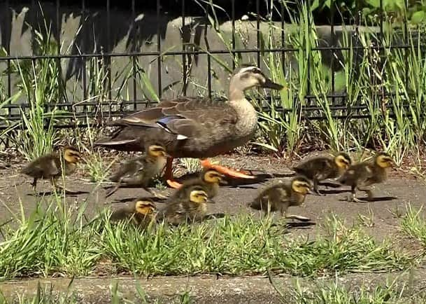 天才！志村どうぶつ園のインスタグラム