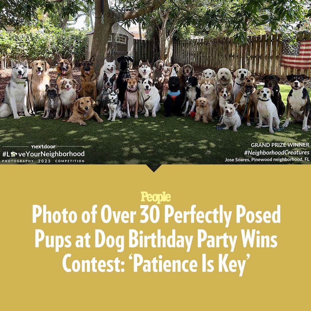 People Magazineさんのインスタグラム写真 - (People MagazineInstagram)「Herding cats is hard, but getting dozens of smiling dogs to sit still for one photo might be more challenging! 🐶📸 Luckily, a professional canine wrangler was on-hand to snap the grand prize-winning photo for Nexdoor's 2023 #LoveYourNeighborhood Photography Competition.  Jose Soares's photo of more than 30 dogs enjoying a birthday party at Woof Pack — Soares's dog training and boarding business in Miami — first won the #NeighborhoodCreatures category before taking the photo competition's top prize.  "We've been doing group photos for years now. We love working with the pack, and it has always been fun to get them to stay still while they look at the camera. Always a challenge we're ready for - the owners love it!" Soares tells PEOPLE about his dog group photo experience. Read the full story at the link in our bio. | 📷: Jose Soares」5月26日 22時03分 - people