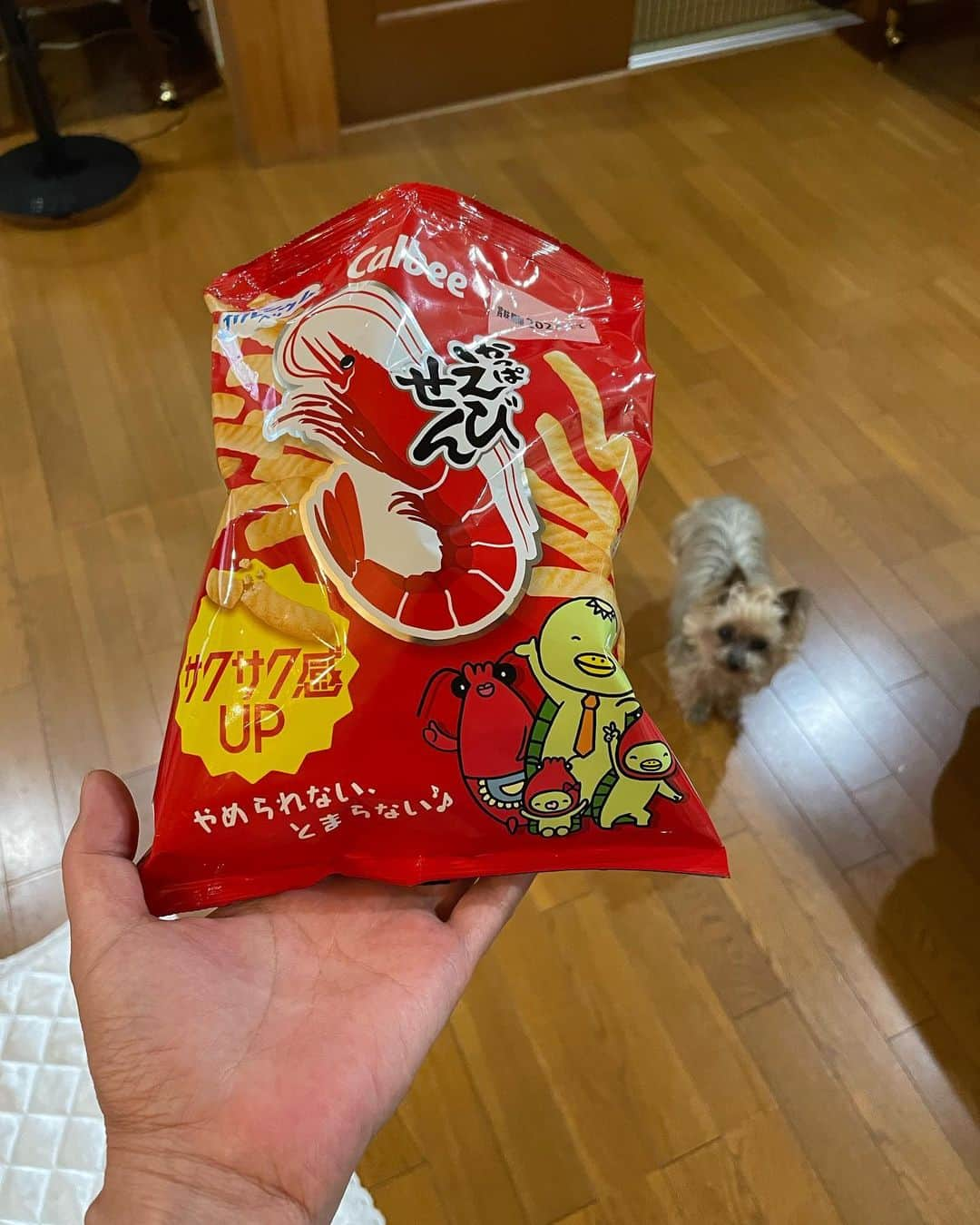 飯島直子さんのインスタグラム写真 - (飯島直子Instagram)「こんばんは^ - ^♪  今日は意外と涼しかったです ぬぼっとしてましたよ^ - ^  ひさしぶりにかっぱえびせんを 食べました、やはりとまりませんでした そして、 先程、義兄が届けものと デザートを持ってきてくれました＾＾ やはり、一個でした  25.26のへんじすこしです＾＾  無事に手術終わって良かった！ 退院したら美味しいものたくさん食べてはやく奥さん元気に なりますように(´∀｀*)  電子納豆？！食べ物かな？？  梨乃♪免許所得おめでとう♪  mutsu…ᕦ(ò_óˇ)ᕤ  50才おめでとう♪ステキな年にしてね♪  keiko51才おめでとう！  結婚記念日15年目！ のりこ♡清文おめでとう いつまでも仲良くね♪  みんな！京都のオススメありがとう^ - ^ 見てくれたかな…( ´ ▽ ` )？  姉のあだ名…「おねえ」です  まな〜！運転気をつけてね♪  愛犬の白いマットは島忠で買いました、夏用で冷たいです^_^  もみじ一才🎈  シクラメン…ずっとキレイに 咲きますように(*´-`)  神経性やせ症、うん、 絶対克服して楽しい食事ができるよう応援してるからね٩(๑❛ᴗ❛๑)۶  ココロの病に、ウォーキングは とても良いそうです^ - ^ 太陽の光を浴びることも とても大切だと聞きます 少しずつ…少しずつね(*´ー｀*)  明日娘の運動会ガンバレ♪  時給上げてください！！！ ᕦ(ò_óˇ)ᕤ  ババァ？！信じられない ババァ上等ですよね♪(´ε｀ )  シマムラ、前によく母と姉と シマパトしてました^ - ^ 薄手のスパッツ気に入ってます  今日は花金…花金です 今朝若いアナウンサーも言ってました^ - ^  地震が多いからみんな気をつけようね  ランプ買ったかな…(*´-`)？  おやすみなさい╰(*´︶`*)╯♡  また明日♡♡」5月26日 22時14分 - naoko_iijima_705_official