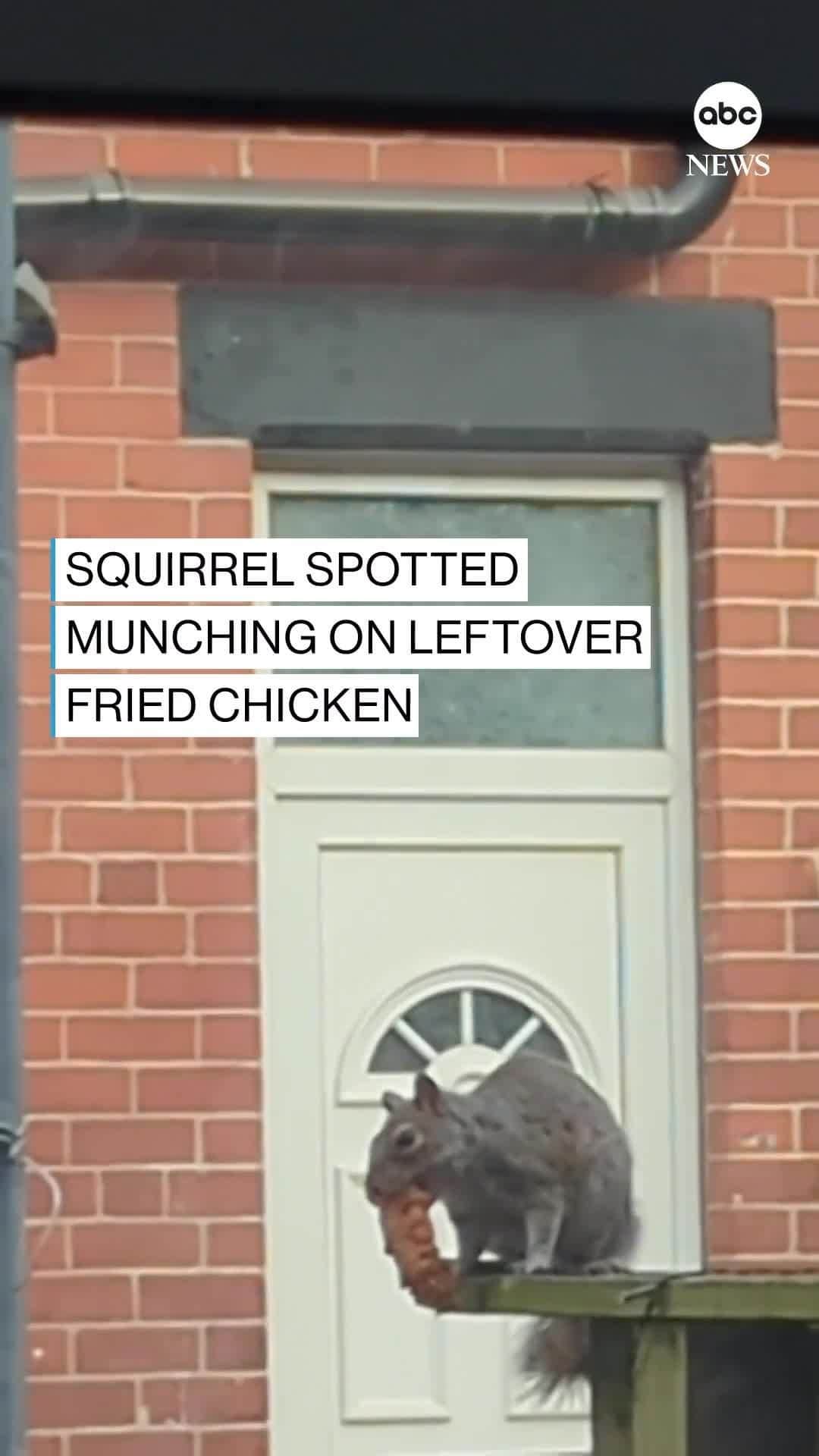 ABC Newsのインスタグラム：「FINGER LICKIN' GOOD: Delighted student spots hungry squirrel casually chomping a piece of fried chicken on his neighbor's fence. #ANIMALS #SQUIRRELS #HUNGRY #CHICKEN #FRIEDCHICKEN #FOOD #EATING #UK」