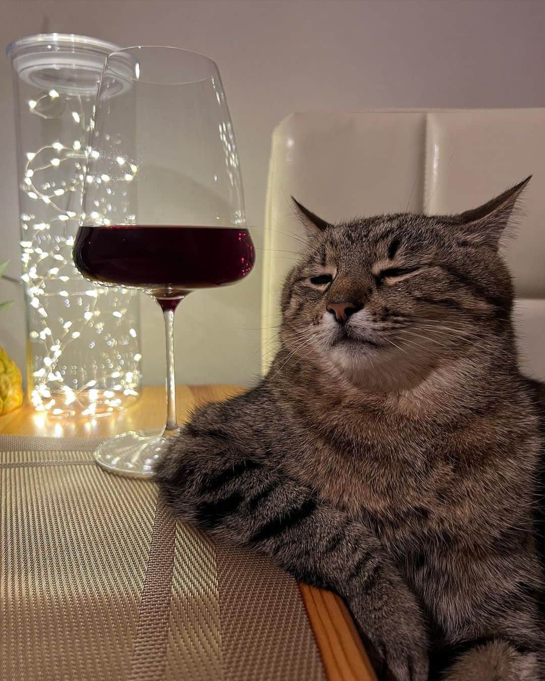 のインスタグラム：「Tell meow anything, you'll be forgiven.   @loveyoustepan   #meowed #loveyoustepan #cutecat #cat」