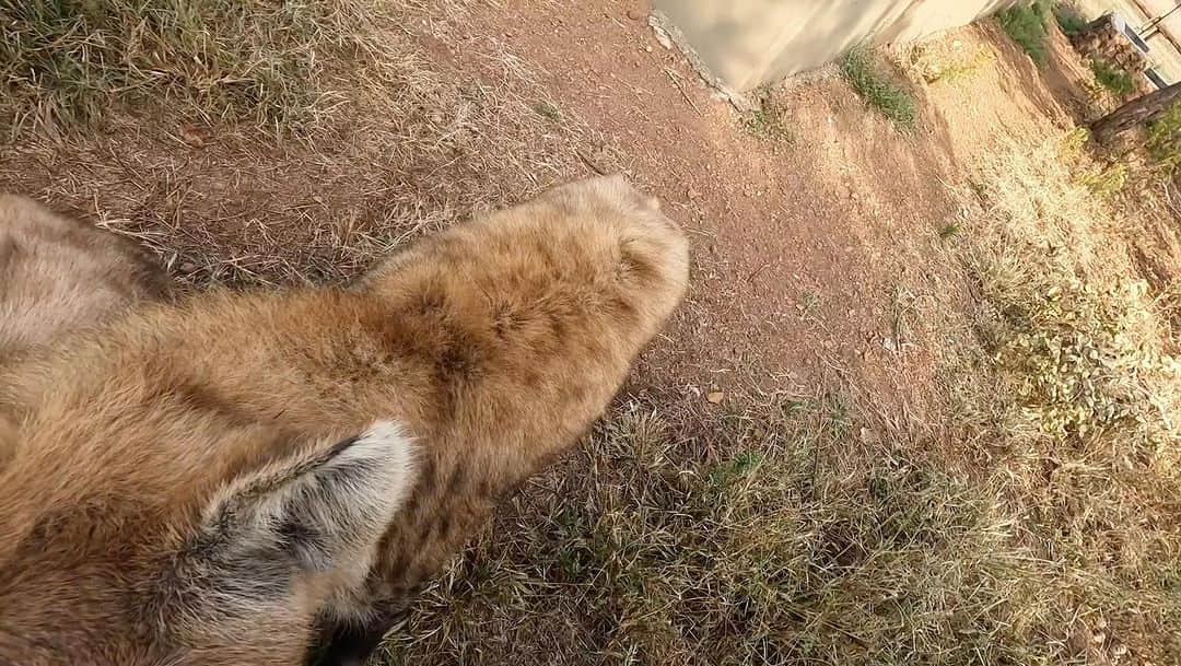 Kevin Richardson LionWhisperer のインスタグラム
