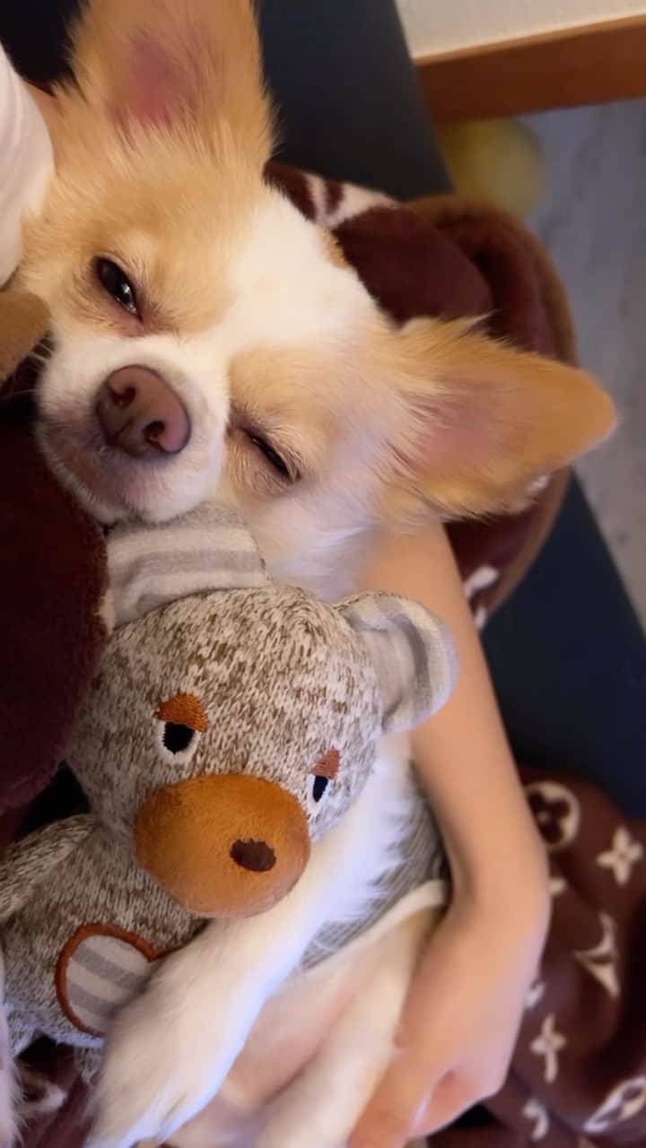 のインスタグラム：「タラちゃんの日常🥺♥️ #チワワ #チワワ部 #チワワのいる暮らし #ちいかわ #犬のいる暮らし #いぬすたぐらむ」