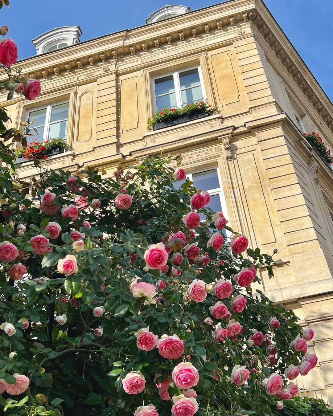 パク・ボゴムさんのインスタグラム写真 - (パク・ボゴムInstagram)「Le jardin secret de Proust🪴」5月27日 0時16分 - bogummy