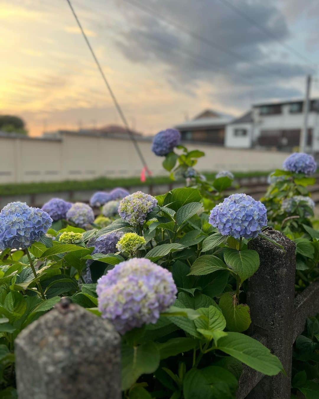 辻井亮平さんのインスタグラム写真 - (辻井亮平Instagram)「近所のアジサイは綺麗に咲いとります。  2両編成の世田谷線が通るのもええんですなぁ。  いやぁ〜。  ええんですなぁ〜💐  #アジサイは #神戸の市の花 #山さん」5月27日 0時28分 - aironhed_tsujii