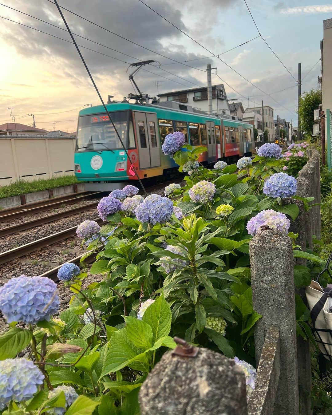 辻井亮平さんのインスタグラム写真 - (辻井亮平Instagram)「近所のアジサイは綺麗に咲いとります。  2両編成の世田谷線が通るのもええんですなぁ。  いやぁ〜。  ええんですなぁ〜💐  #アジサイは #神戸の市の花 #山さん」5月27日 0時28分 - aironhed_tsujii