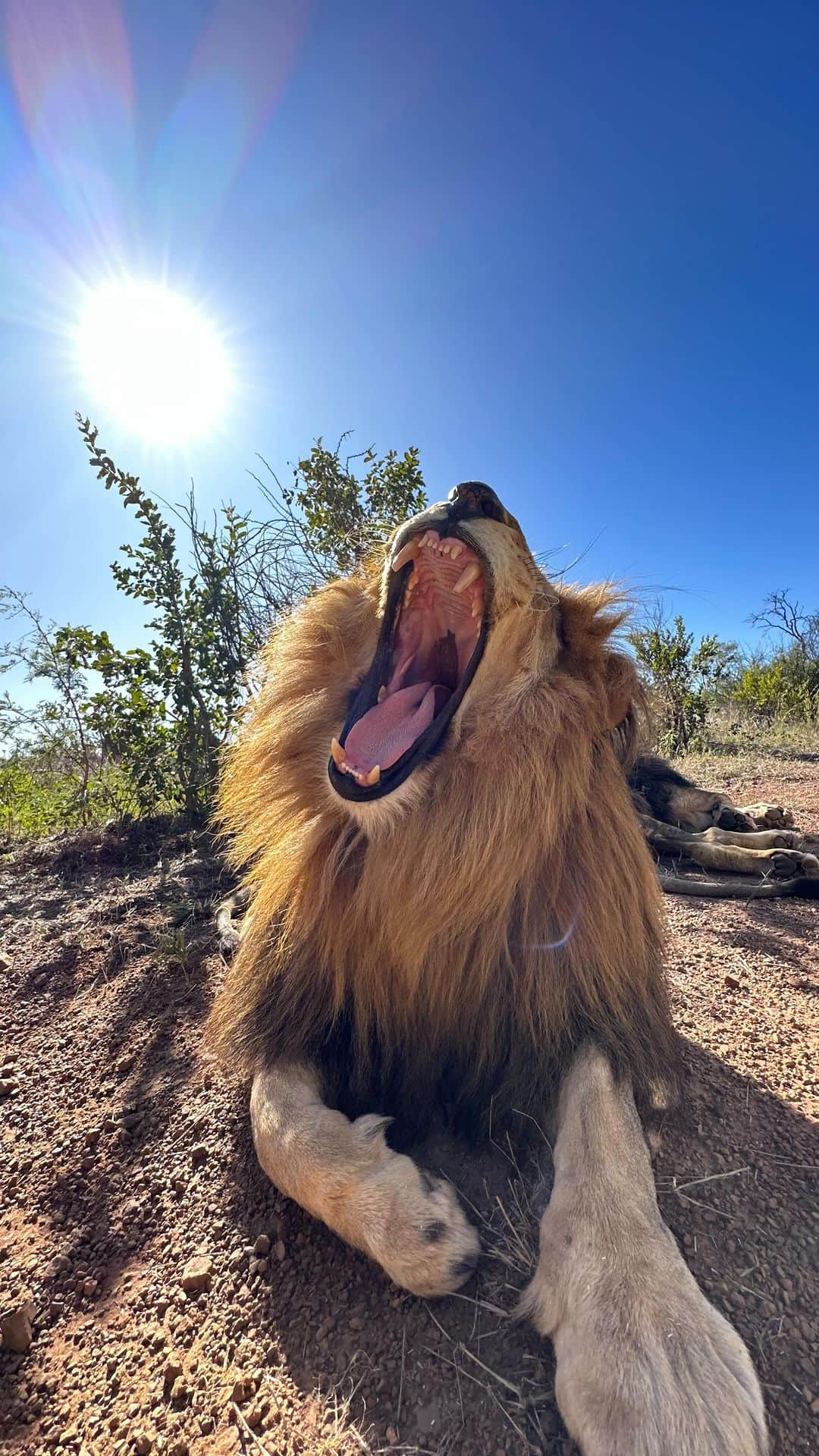のインスタグラム：「Sneaky, sneaky. This wild lion was so curious about the helicopter that just landed in his territory. Perhaps he thought if he caught this bird he wouldn’t have to eat for a month!  🎥 @wildskiesaviation」