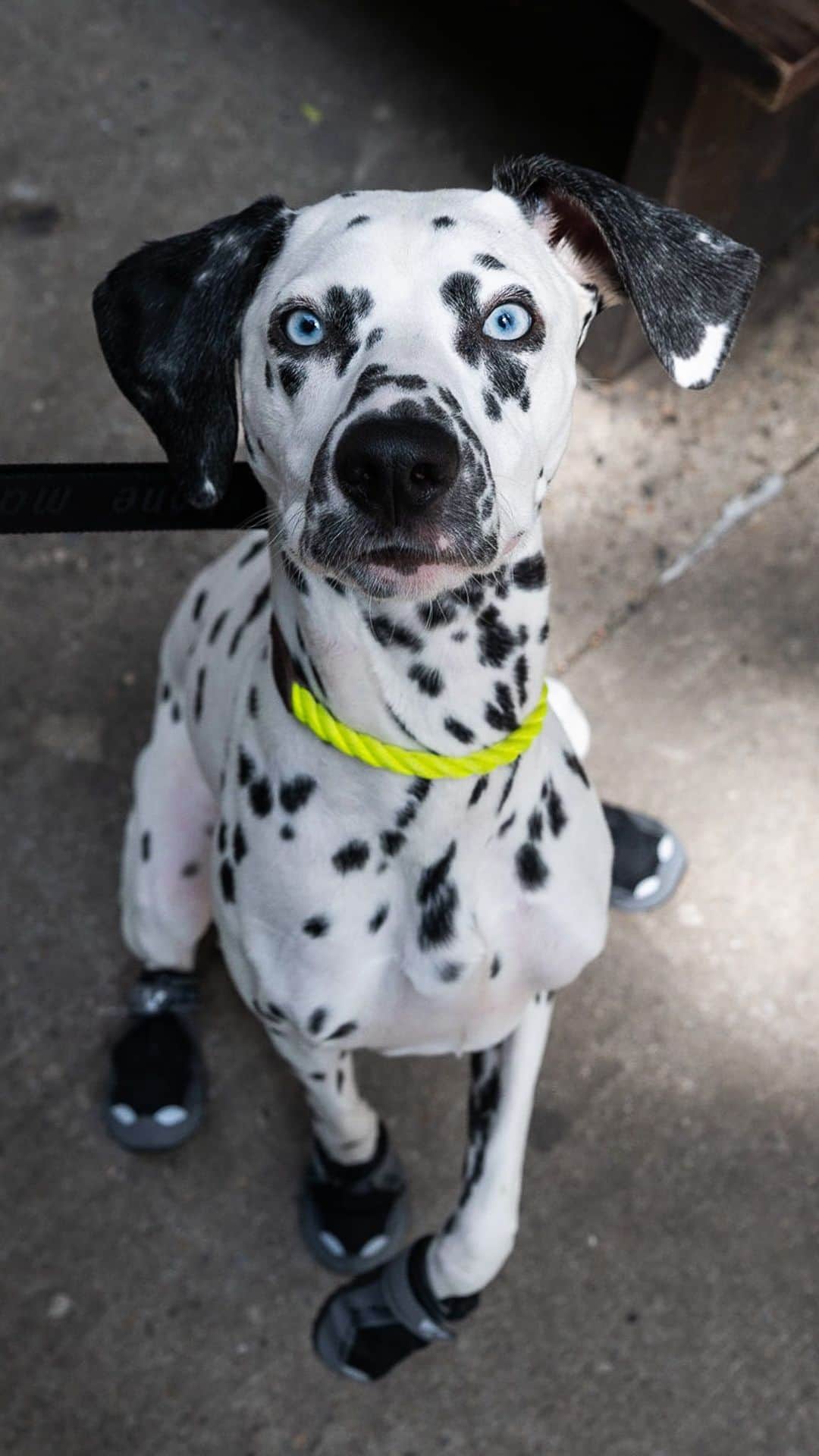 The Dogistのインスタグラム：「Navy, Dalmatian (7 m/o), Elizabeth & Bleecker St., New York, NY • “She’s not your typical Dalmatian; she’s very docile and gentle. They’re rambunctious and high-energy, and she’s very calm. She’s a velcro dog – she’s very clingy, which I didn’t expect. In the shower she needs to be near you, so she sits in the hamper.” @navyandema   Does your dog follow you into the bathroom?」