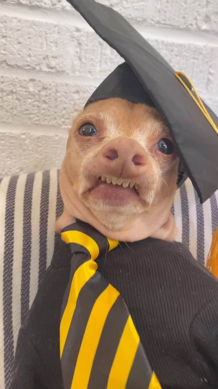 Tuna {breed:chiweenie} のインスタグラム：「GRADUATES! 🎓 YOU DID IT!!!  You be so smart! Haha. Tag a recent graduate to congratulate them on using their brain so much to get to this place!」