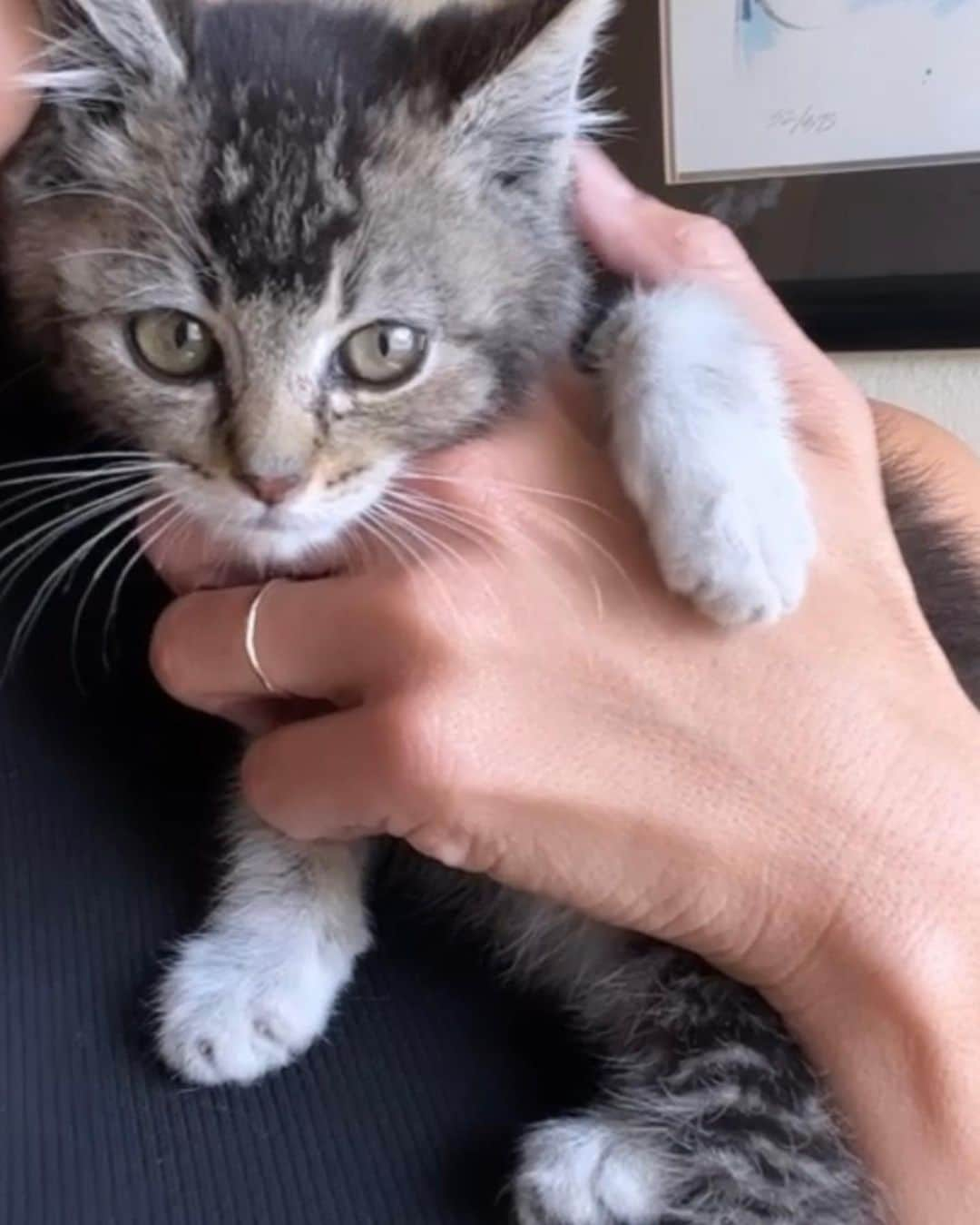 カミール・グラマーのインスタグラム：「Kitten update. It’s a she! My daughter named her Misty. Thank you @jessandheranimals for caring for her and making sure she is healthy. Misty is super sweet. It’s amazing she survived only weeks old on her own away from mama. She goes to the vet in the morning for a checkup. So far she is allowing snuggles and is enjoying human contact.  She had a kitten bath and is making strides. We are very happy. #feralkitten #catrescue #kittenrescue #straykitten」