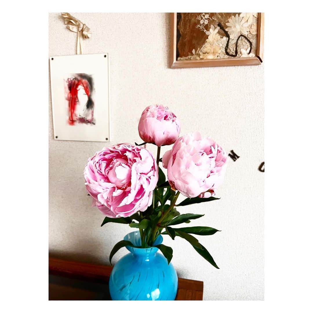 阿部洋子さんのインスタグラム写真 - (阿部洋子Instagram)「･.｡*･.｡*🦋‪･.｡*･.｡*🦋‪･.｡*･.｡*🦋‪･.｡*  #芍薬   咲きはじめたよ♡  #今日のお花  #flowers  #pink」5月27日 13時03分 - hirocoring