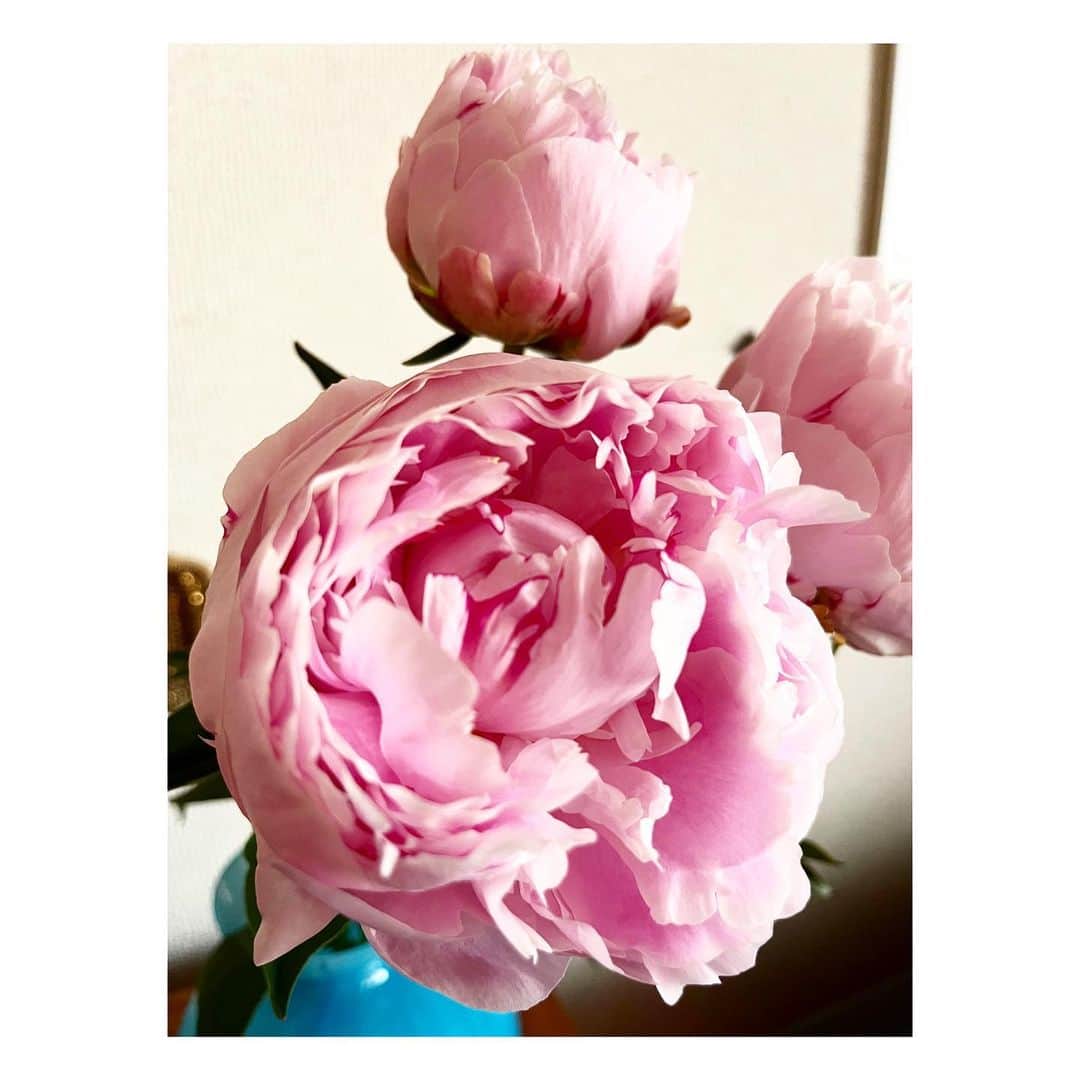 阿部洋子さんのインスタグラム写真 - (阿部洋子Instagram)「･.｡*･.｡*🦋‪･.｡*･.｡*🦋‪･.｡*･.｡*🦋‪･.｡*  #芍薬   咲きはじめたよ♡  #今日のお花  #flowers  #pink」5月27日 13時03分 - hirocoring