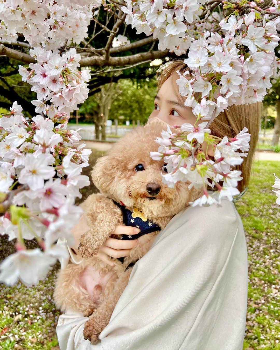 華妃 のインスタグラム：「しゃもじ🐶かわいい  起業してから4年目を迎えまして、 多忙な日々に、久しぶりに しっかり体調を崩してしまいましたが、回復〜💕  体調崩しても目の前のやらなきゃ行けないことは、やらなきゃだからね👈  今日頑張った自分に 未来の自分が感謝する日がやってくる！  そう思っています💪  コロナではなかったのでご安心を..笑  仕事中は不思議と熱が下がり 帰ると、熱が上がる！ なんとも便利な身体です！笑 といっても5月頭の話🫡  投稿したい写真もたくさんあるんですが、時効になっていく、、 この写真も季節外れですかね🥺笑  休日は周りに差をつけるための時間といいますが、  人間ドッグにいってきたんですけど またまた結果が悪く、 「たとえ沢山稼いでも紙切れになるぞ」  とよく言われ、反省。 健康も大切にしていきます😂   #桜 #犬 #トイプードル #トイプードル男の子」