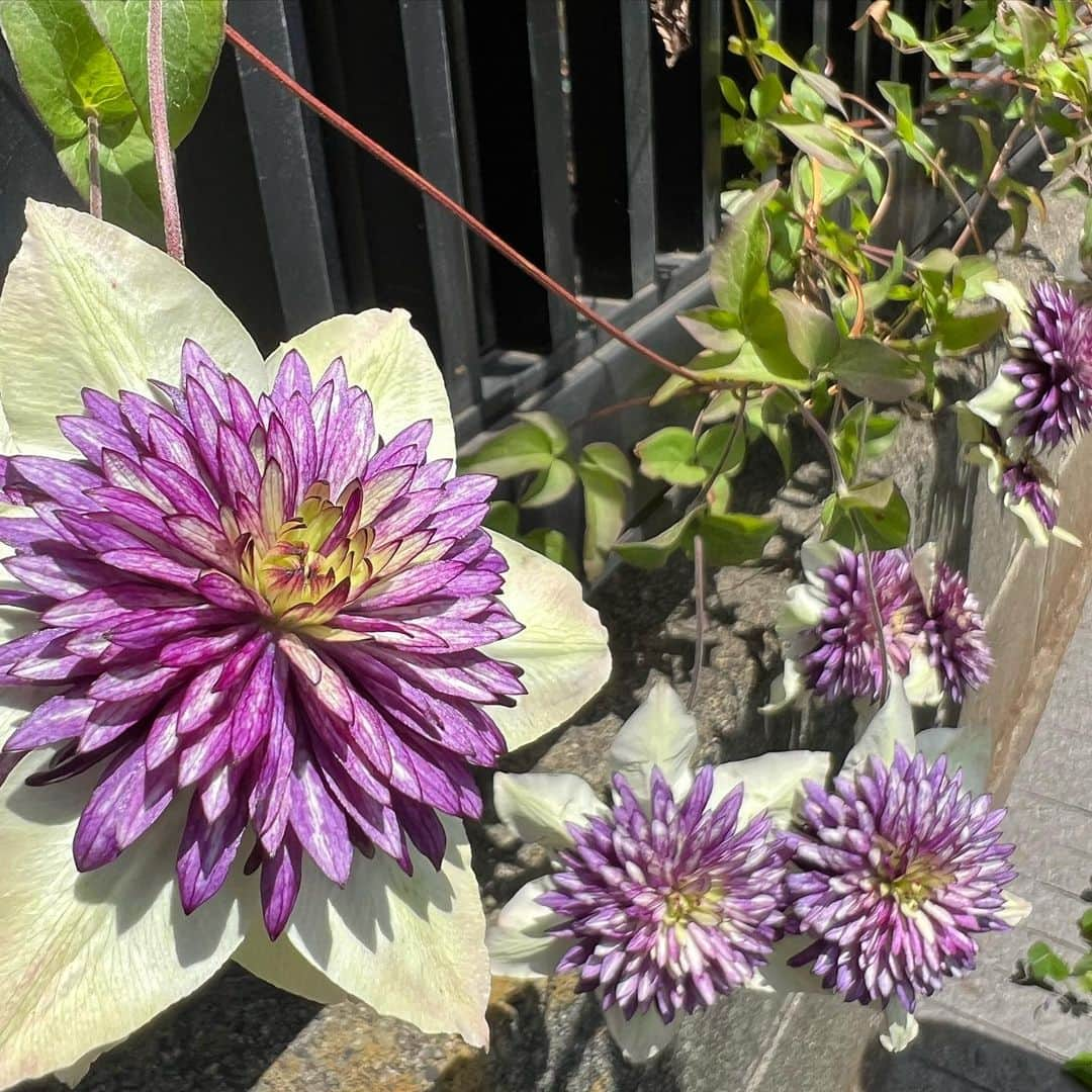 小林 ディスカスさんのインスタグラム写真 - (小林 ディスカスInstagram)「ツルになってる、 可愛い花っ！！🏵️  植物博士の皆さま🎓 これは、 「時計草」？？ 「てっせん」？？  #tokyo #japan #fashion #beauty #東京ライフ #花のある生活 #植物が好き」5月27日 13時41分 - discus_kobayashi