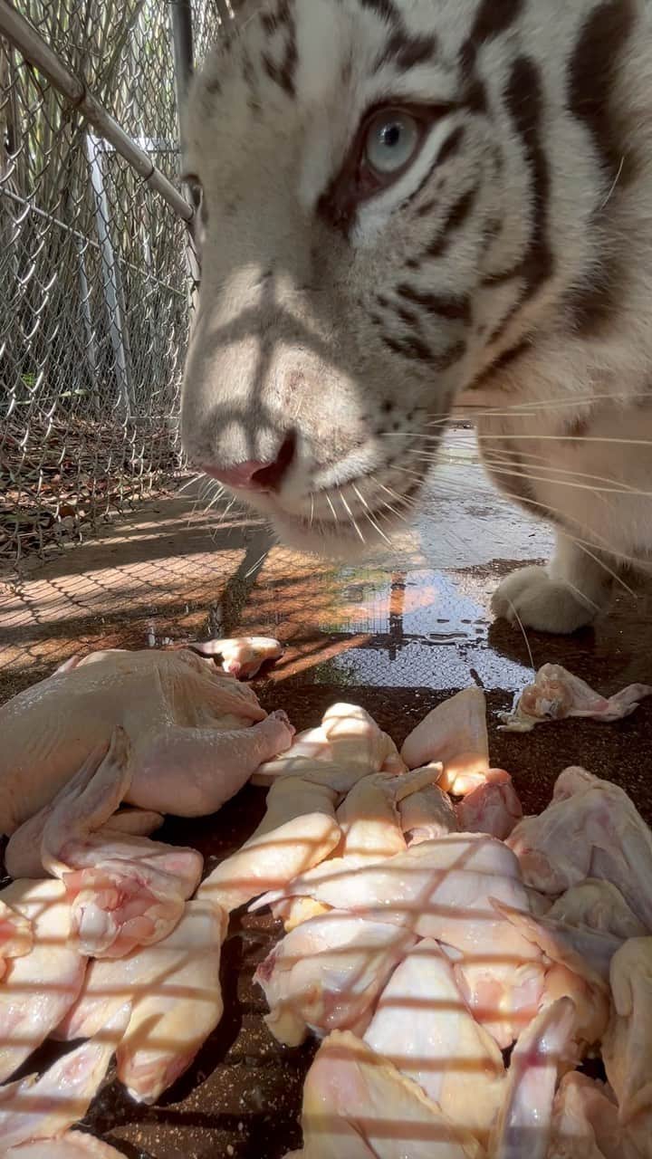 Zoological Wildlife Foundationのインスタグラム：「Bindi our #royalwhitetiger giving you that happy and well fed  #asmr ahead of the #memorialdayweekend. #volumeup🔊   The white tiger is a rare pigmentation variant of the Bengal tiger, which is reported in the wild from time to time in Assam, Bengal, Bihar and especially in the former State of Rewa.   🎥 @cynner908   Get Wild with us today by calling 📞 (305) 969-3696 or visit ZWFMiami.Com.」