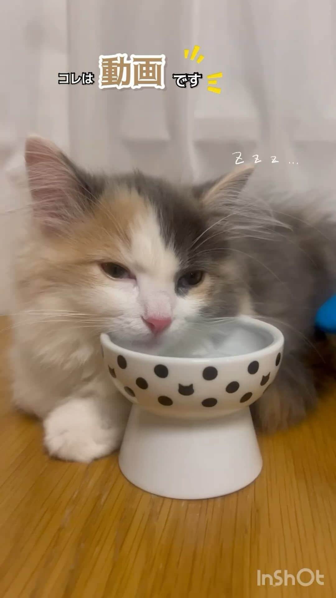 猫壱（ねこいち•ネコイチ）のインスタグラム