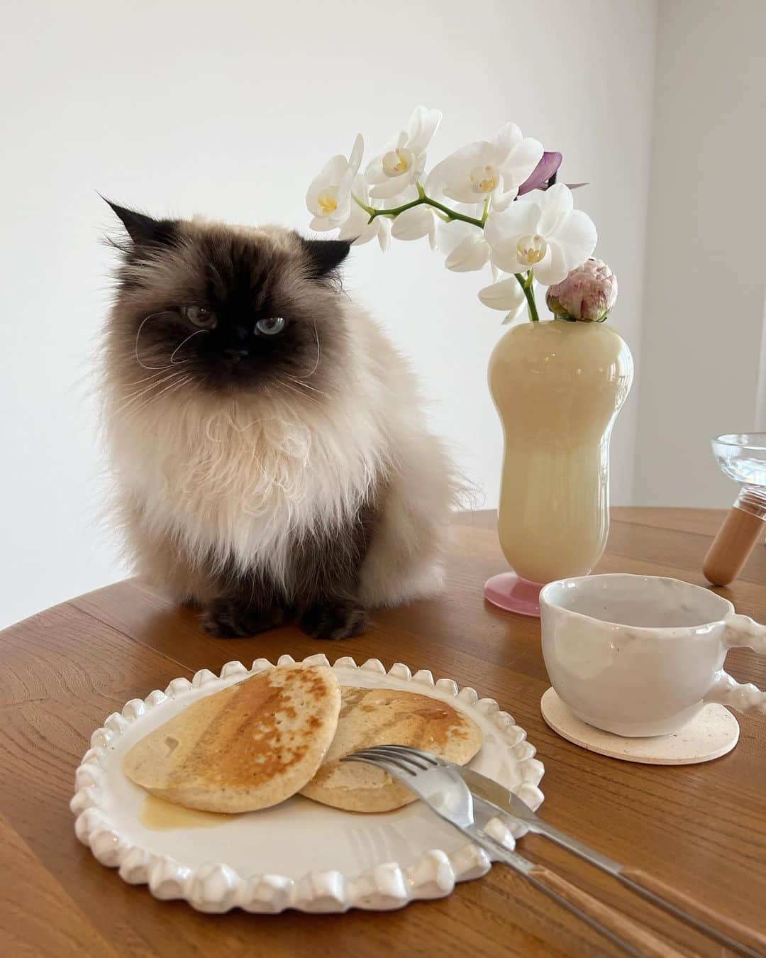 plumeさんのインスタグラム写真 - (plumeInstagram)「お気に入りの食器でパンケーキ🥞🍽️☕️  最近寝かしつけでそのまま一緒に寝落ちしちゃう…🥱💭  . . . .  #プリュムのいる生活 #猫のいる暮らし  #ヒマラヤン #猫  #ねこ  #癒し#かわいい#ヴィンテージ#アーコール#食器集め#花のある暮らし#ercol#birbira#vintage#pancakes#coffeetime#yummy#morningcoffee#fluffy#kawaii#mood @cats_of_instagram  #fluffy#kittens#meow#cat#cats#blueeyes#himalayancat  #catsofinstagram  #bestmeow#weeklyfluff」5月27日 8時12分 - plumestagram