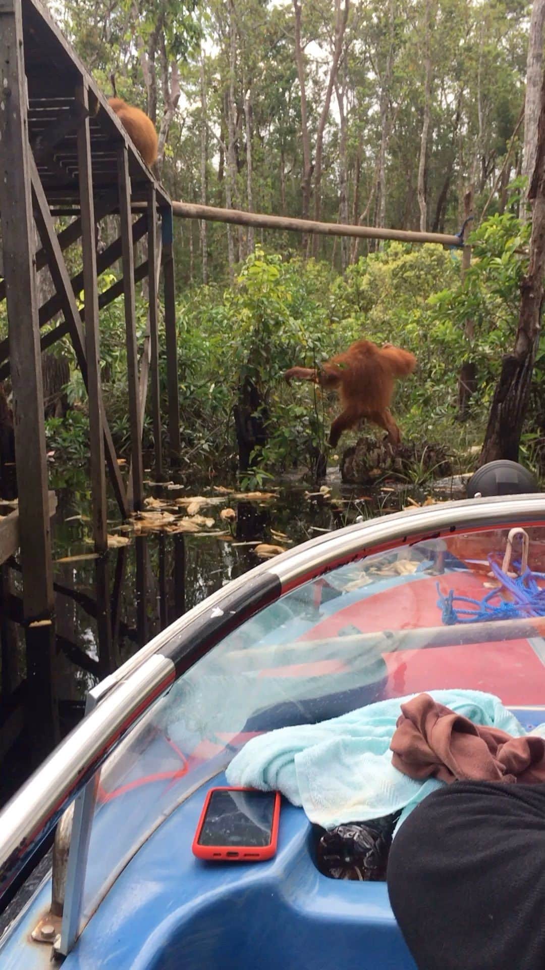 OFI Australiaのインスタグラム：「Deep in the Borneo forest at a private Orangutan Foundation International feeding station in Tanjung Puting National Park. One of OFI’s 14 release sites for rescued and rehabilitated orangutans. #saveorangutans #saynotopalmoil #tanjungputingnationalpark #orangutanrehabilitation #orangutanfoundationinternational #ofi」
