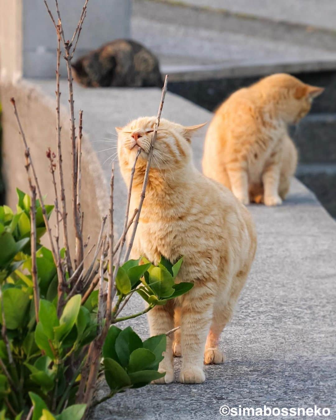 simabossnekoさんのインスタグラム写真 - (simabossnekoInstagram)「・ すりすり✨たまらにゃい😽💓 They love bunting it.  5枚目の投稿は動画です。 The 5th post is video. Swipeしてね←←🐾  〜お知らせ〜 minneとメルカリでは『日本の島のごきげんな猫』『キス猫 』『島にゃんこ』のサイン本のセットも販売中です。　  他にも島ねこ日めくりカレンダー2とのセットも❣️ 写真集、カレンダー共に可愛い瞬間がいっぱいです。こちらもぜひ〜🐾  ★minneへは @simabossneko または @p_nyanco22 の プロフィールリンクよりご覧いただけます。  ★メルカリShopsへは、アプリ立ち上げ後「simabossneko's shop」で検索してください。 ・ ・ 【Notice】 At minne shop, we are also selling a set of autographed books of "Nihon no shima no gokigenna neko", "Kiss and Cuddle Cats" and "Island Cats".  ◆Special!  Author ”simabossneko” an  autographed book.  Available now at minne simabossneko's shop Shop URL→ https://minne.com/＠simabossneko  You can jump “minne simabossneko's shop“ directly from the link in @simabossneko or @p_nyanco22 profile. ・ ・ #しまねこ #島猫 #ねこ #にゃんすたぐらむ #猫写真 #cats_of_world #catloversclub #pleasantcats #catstagram #meowed #ig_japan #lumixg9」5月27日 9時00分 - simabossneko