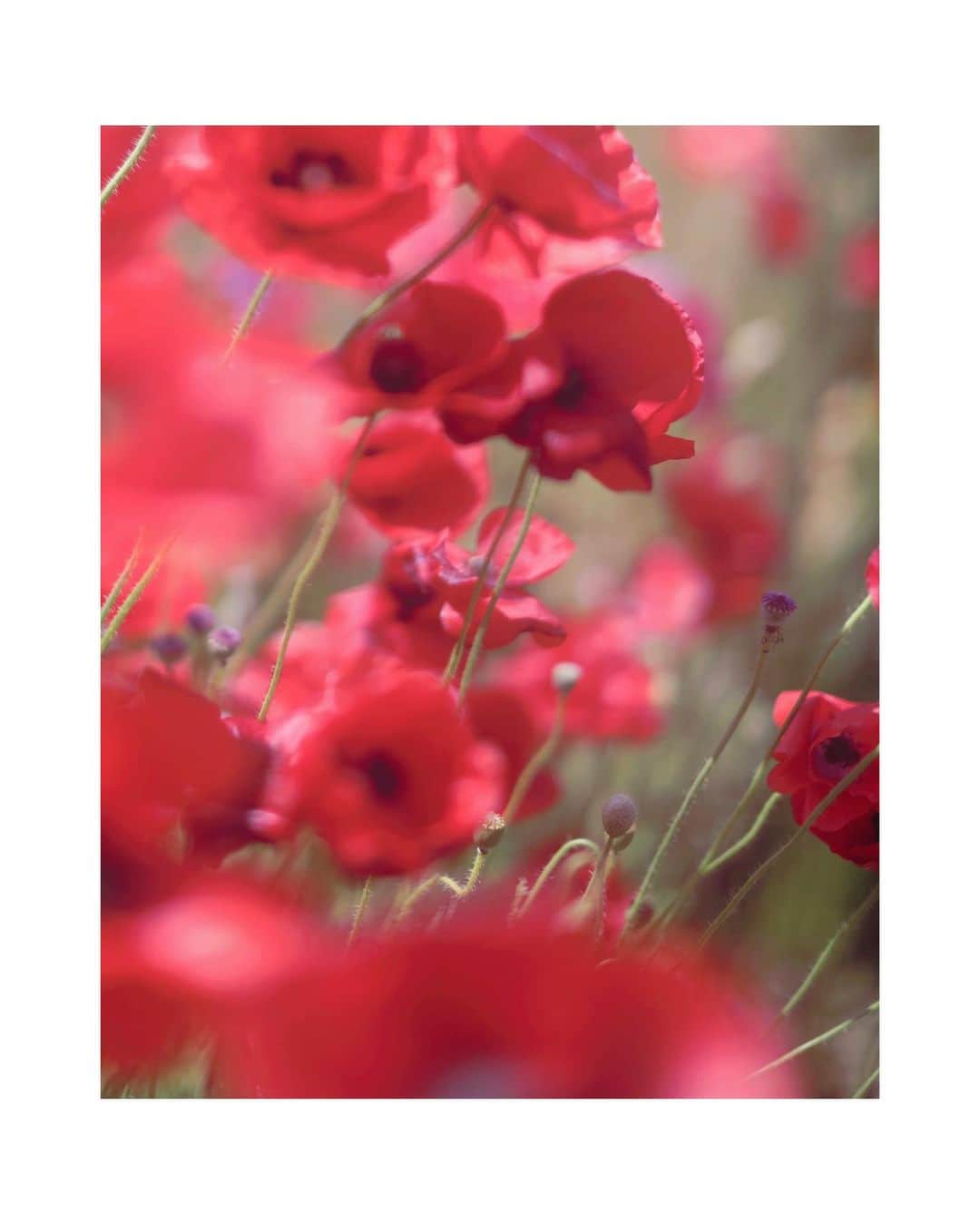 花楓のインスタグラム：「Good morning」