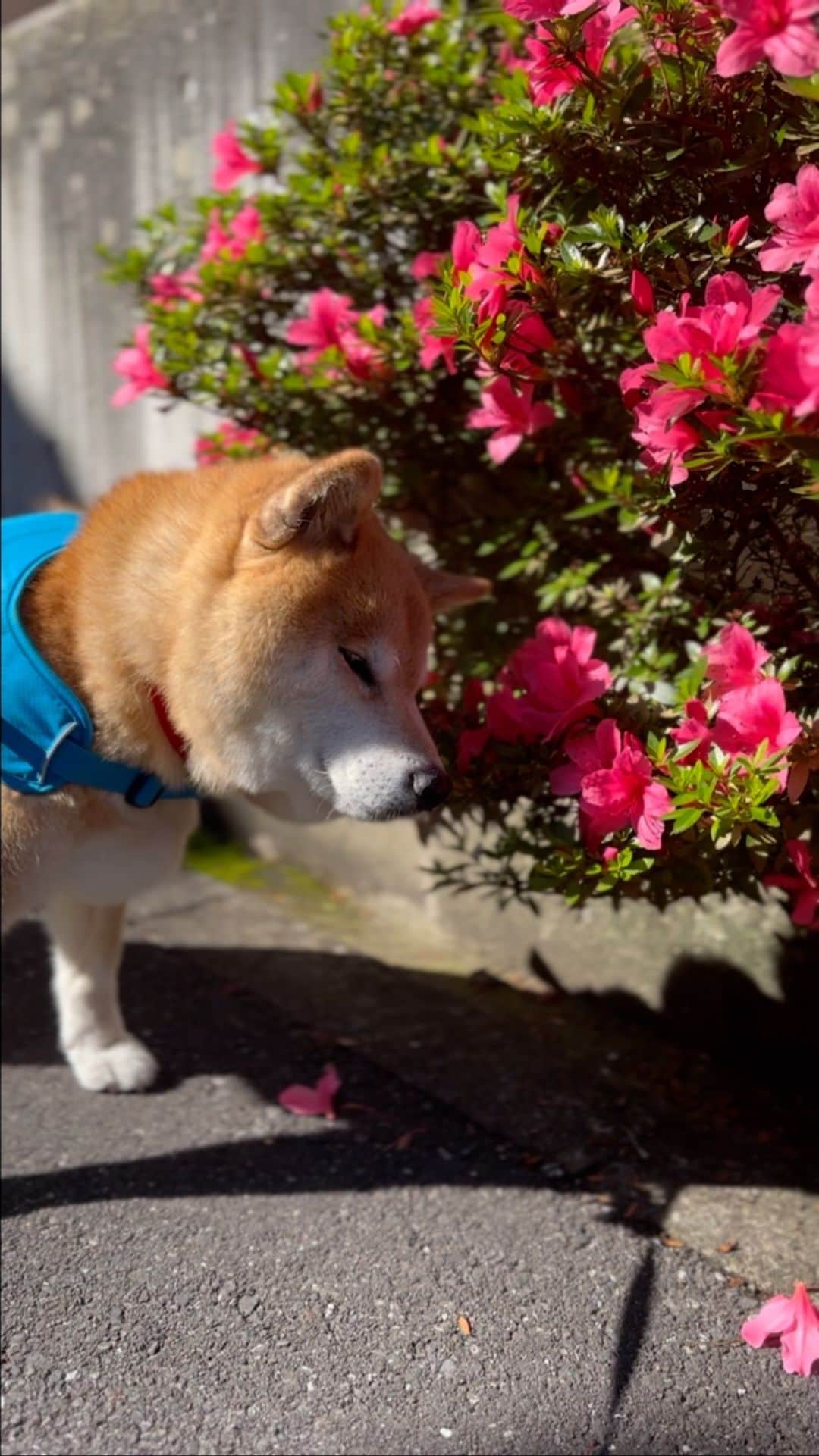のインスタグラム：「いい匂いだにゃ〜 #癒されるっす #遅めのツツジ #蜜吸いたいね  #まるお花博士になりたいの」